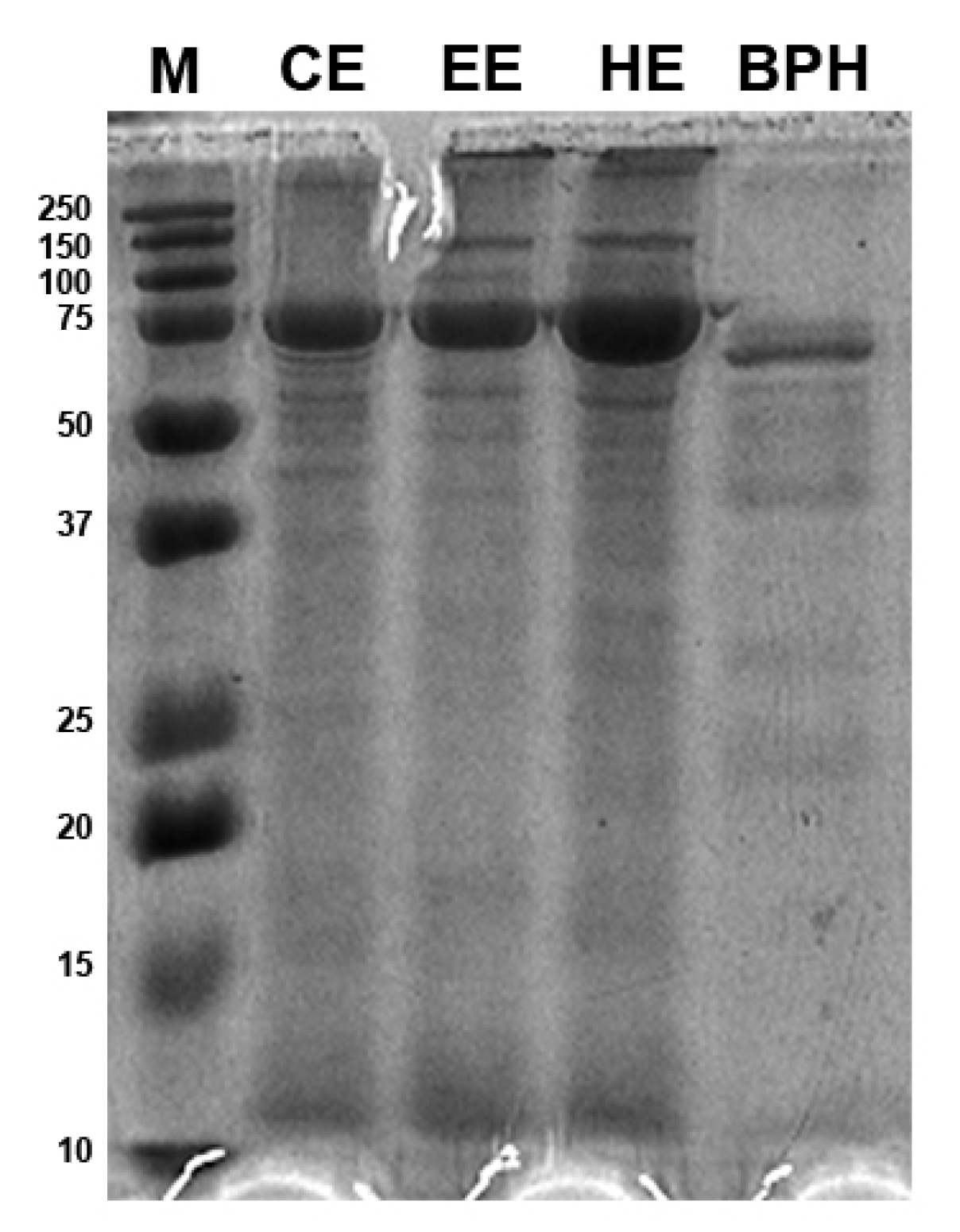 Antioxidants 12 00519 g001