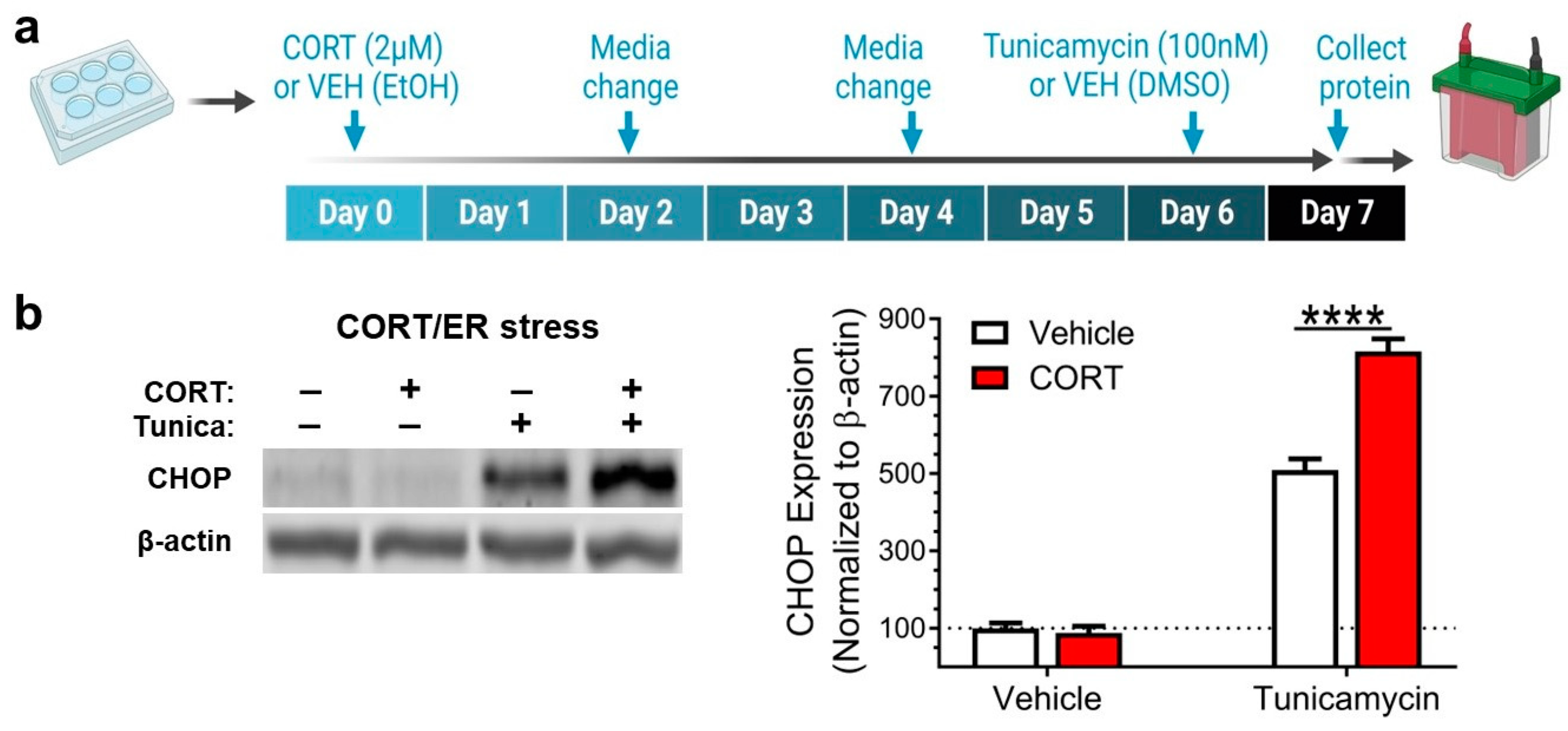 Antioxidants 12 00526 g001 Antioxidants 12 00526 g001