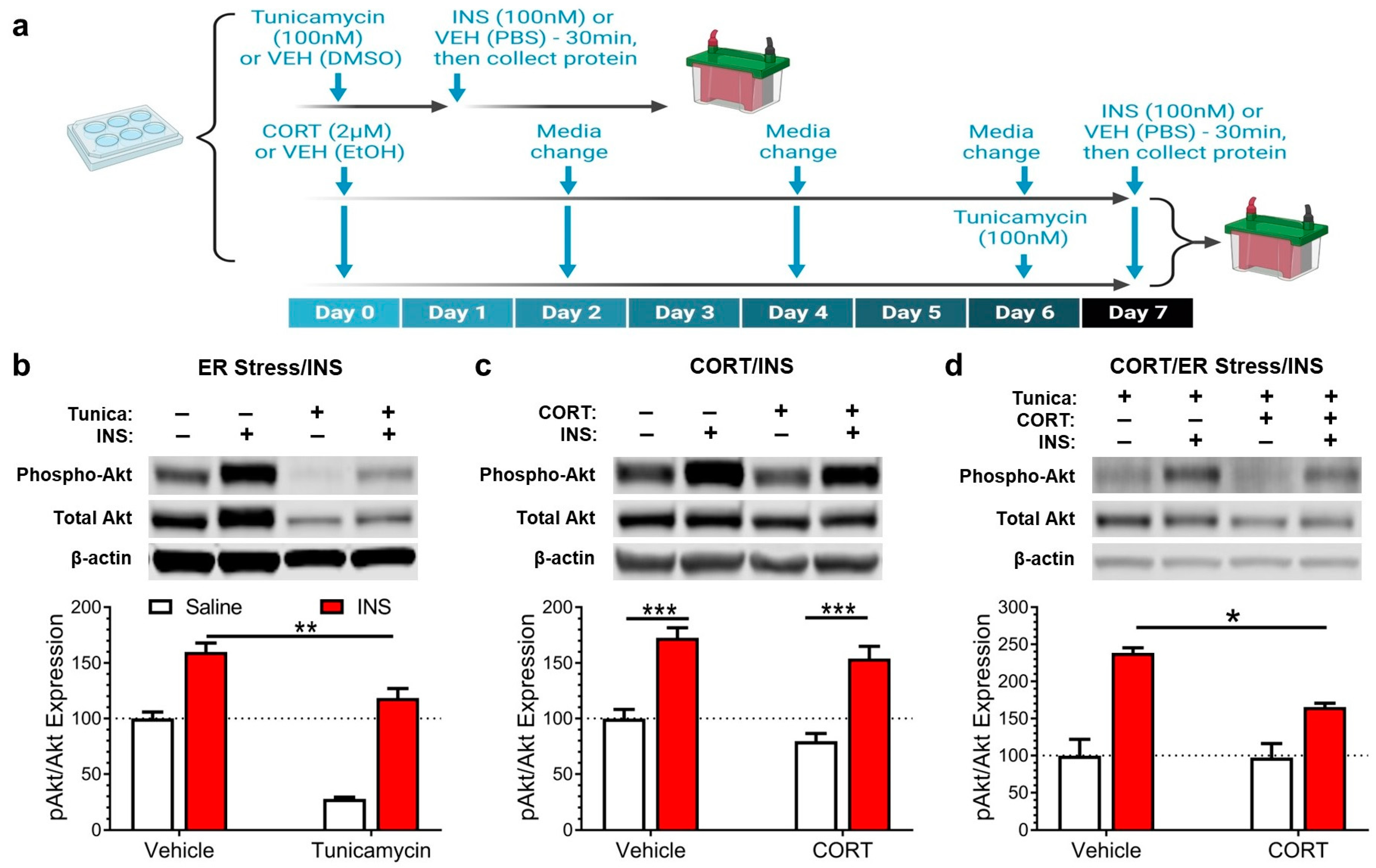 Antioxidants 12 00526 g002 Antioxidants 12 00526 g002