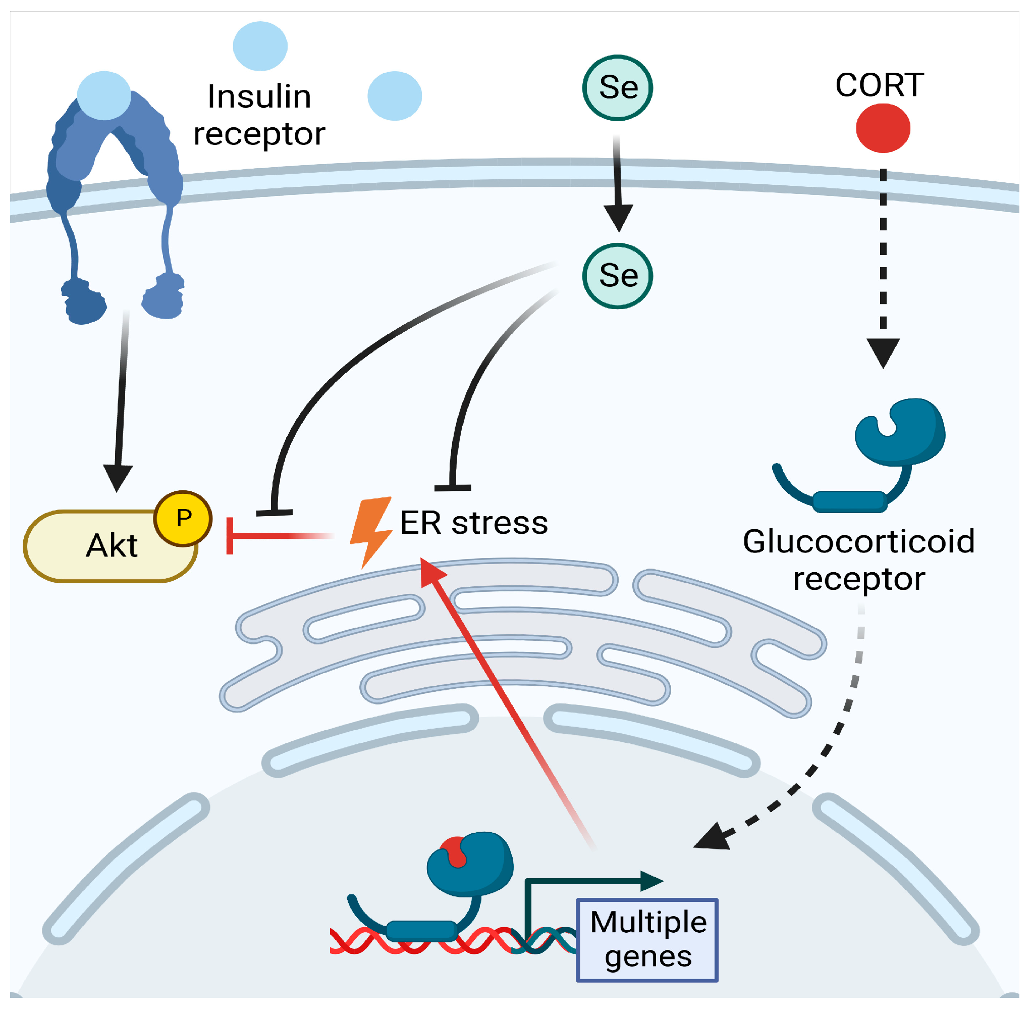 Antioxidants 12 00526 g004 Antioxidants 12 00526 g004