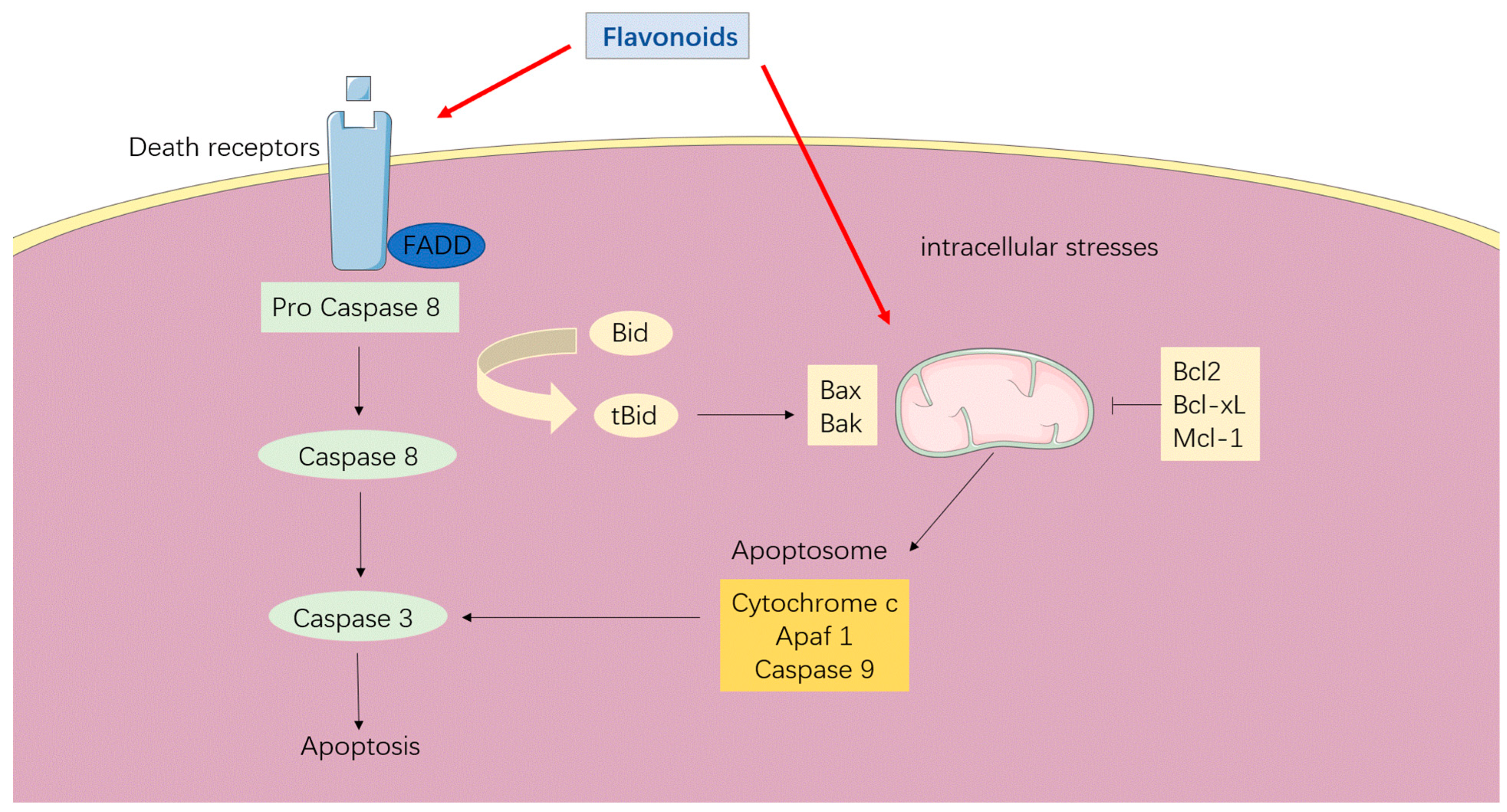 Antioxidants 12 00527 g004