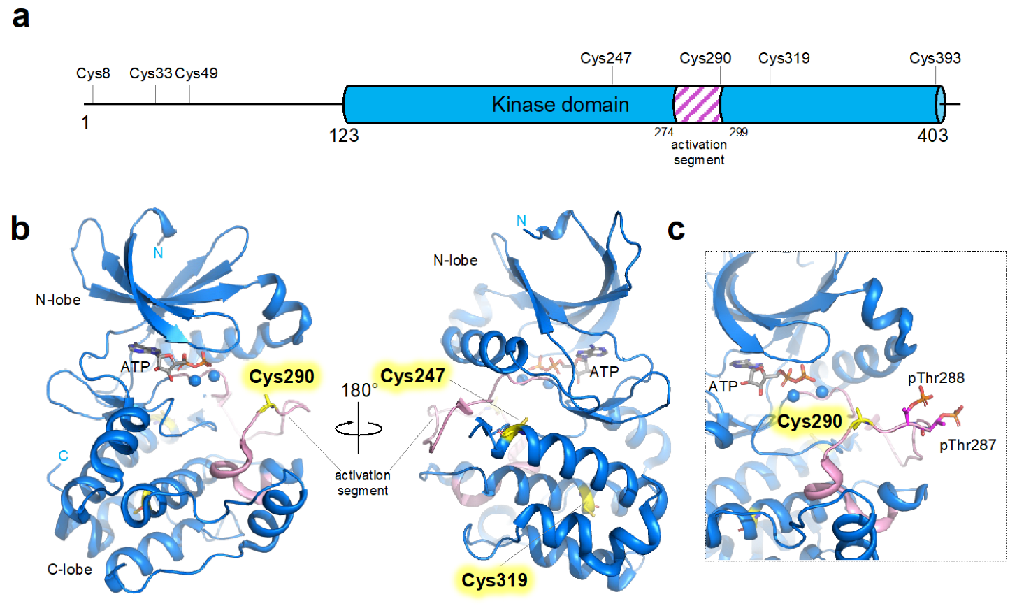 Antioxidants 12 00531 g001