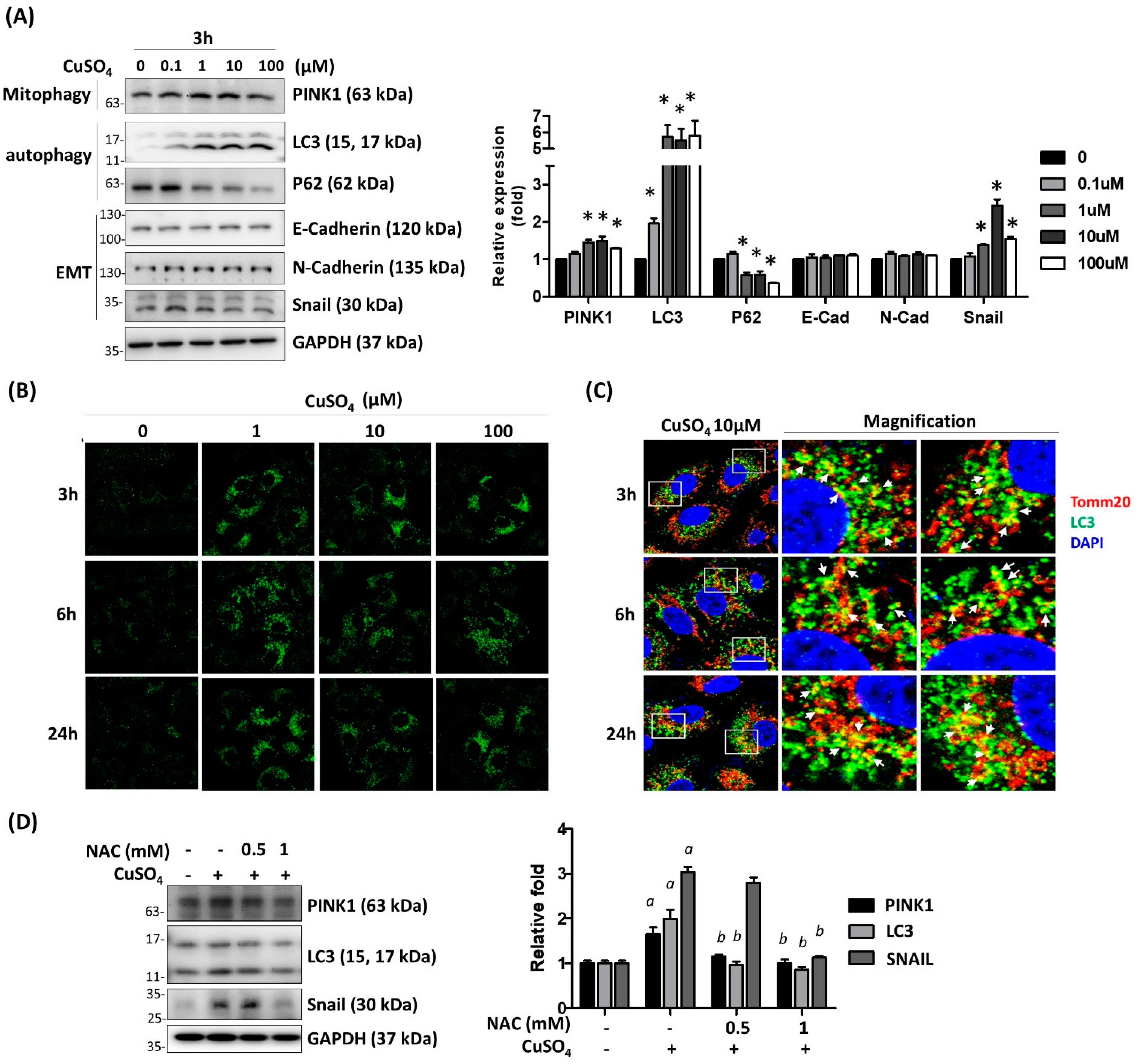 Antioxidants 12 00532 g003