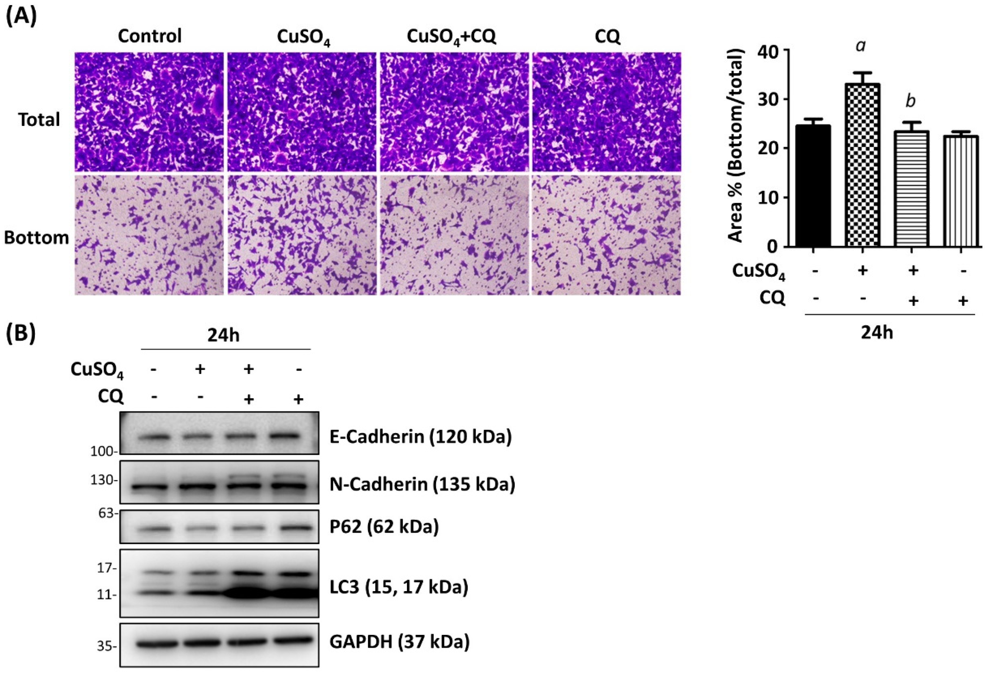 Antioxidants 12 00532 g004