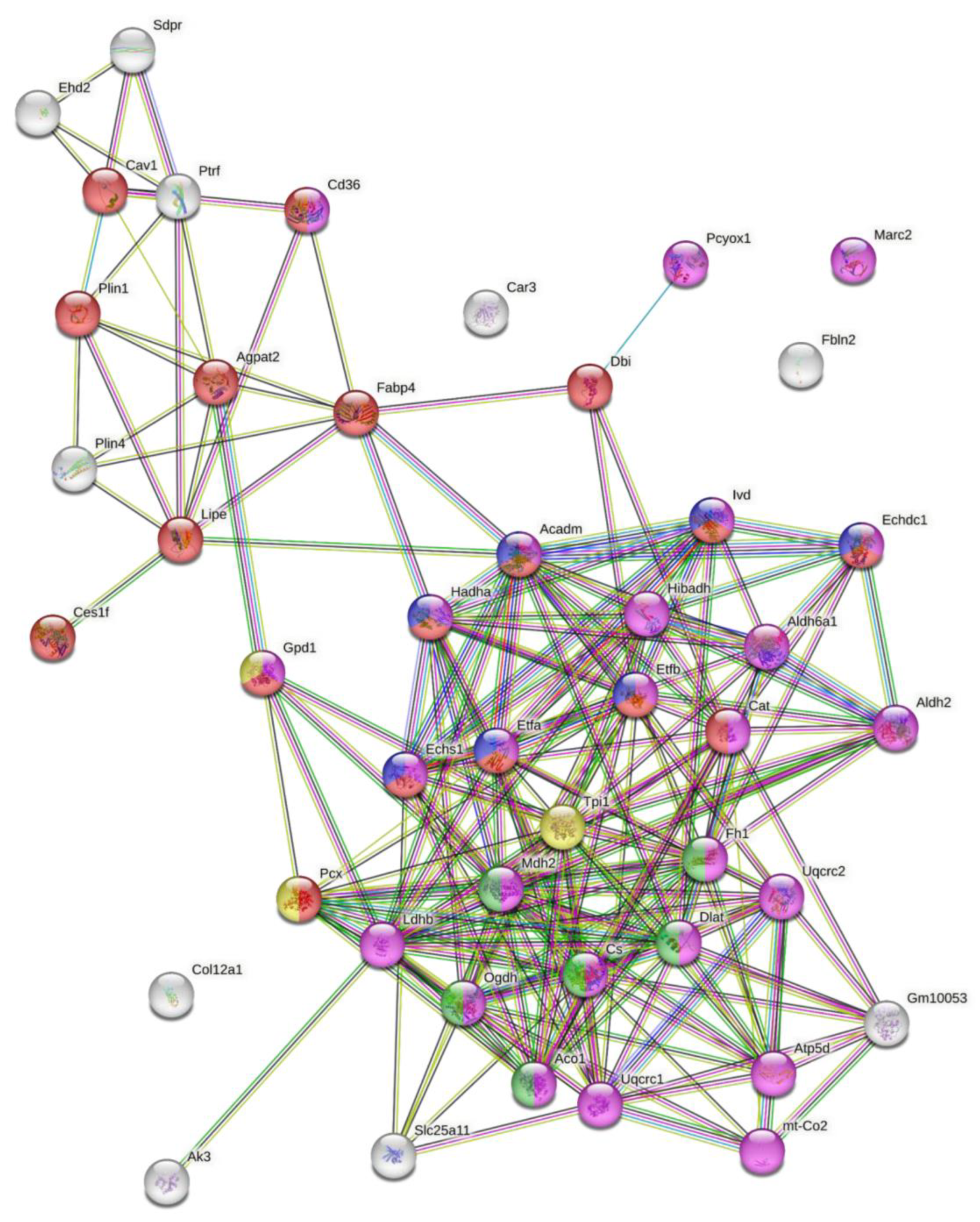 Antioxidants 12 00542 g006 Antioxidants 12 00542 g006