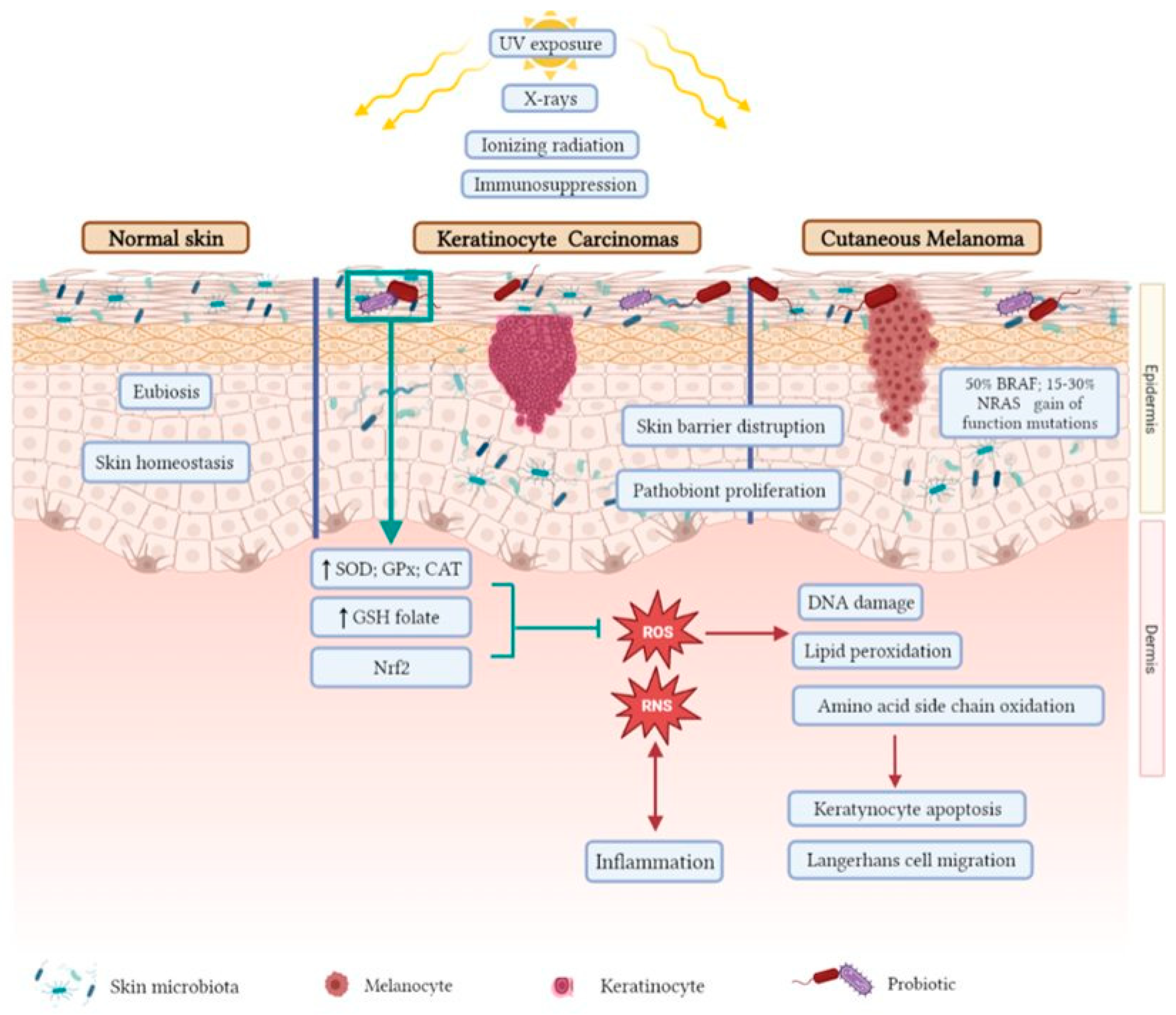 Antioxidants 12 00546 g001