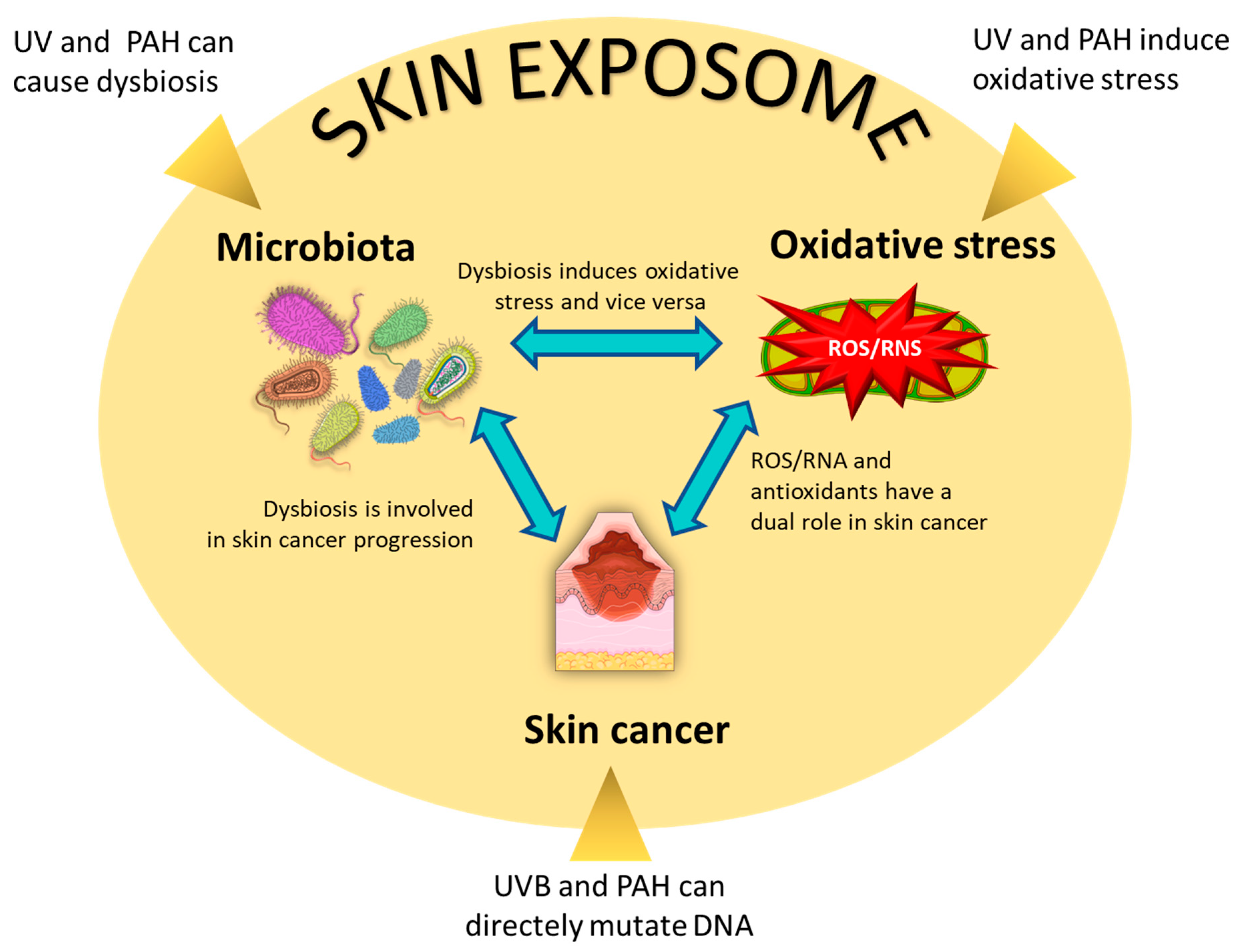 Antioxidants 12 00546 g002