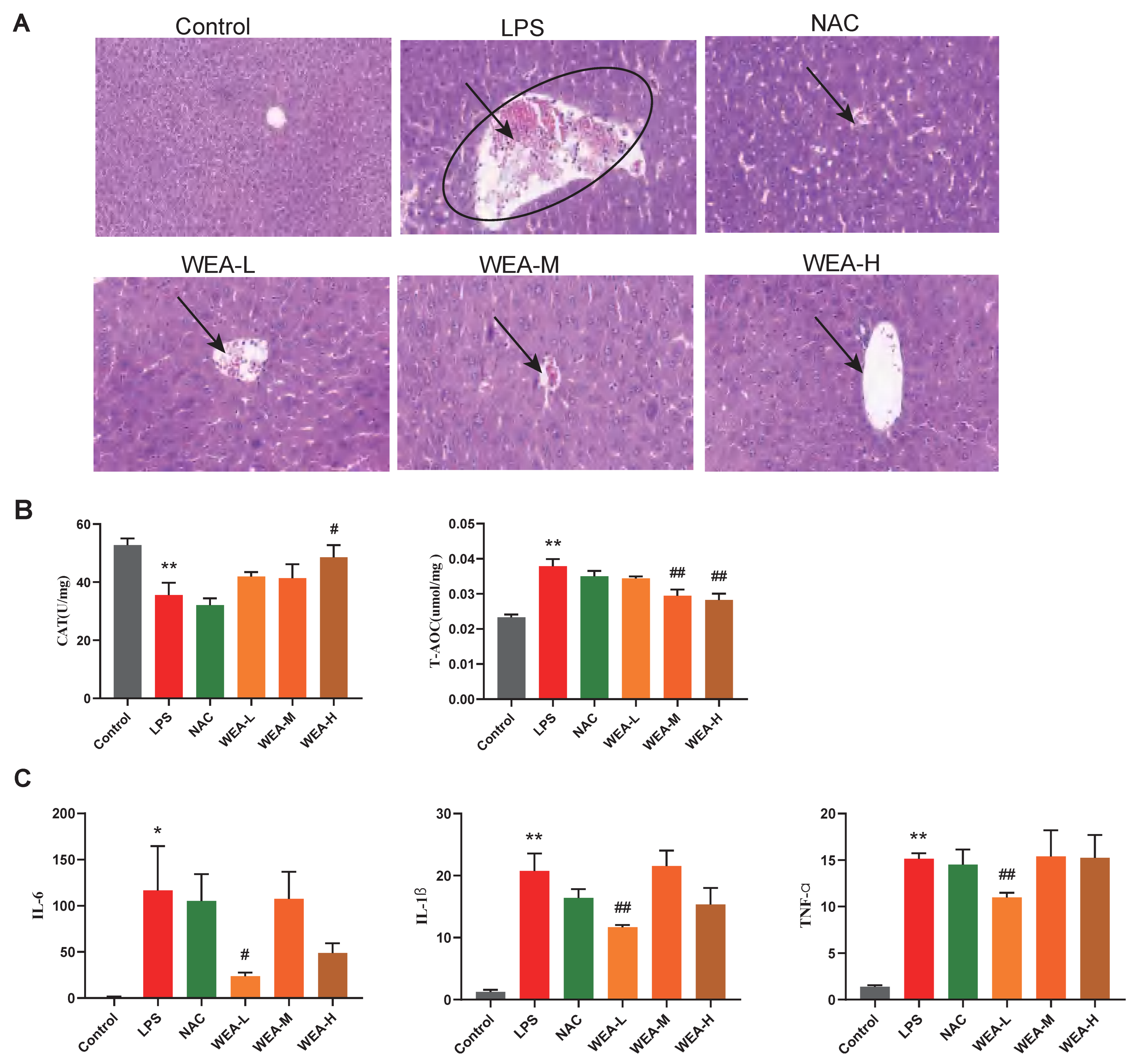 Antioxidants 12 00547 g005