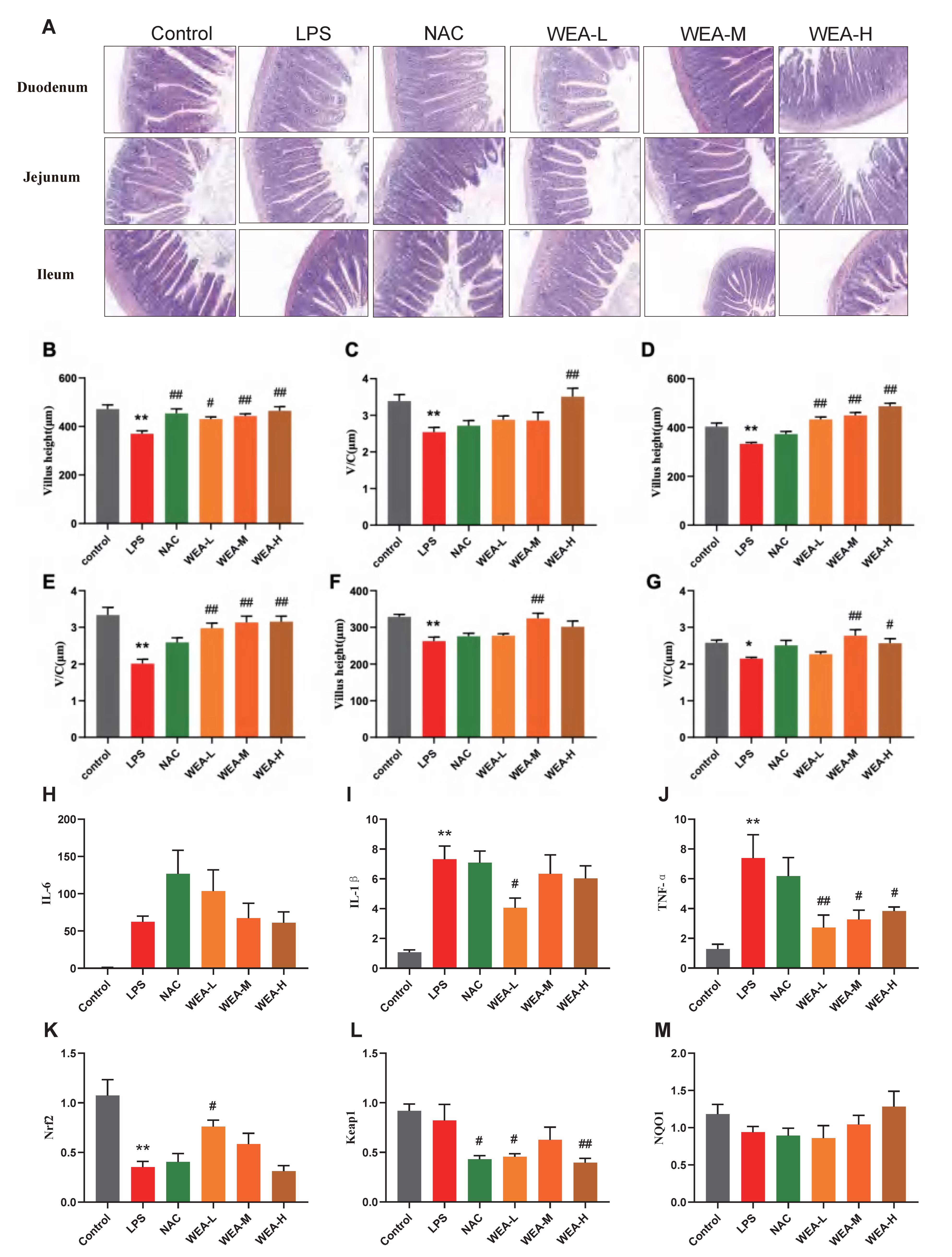 Antioxidants 12 00547 g006