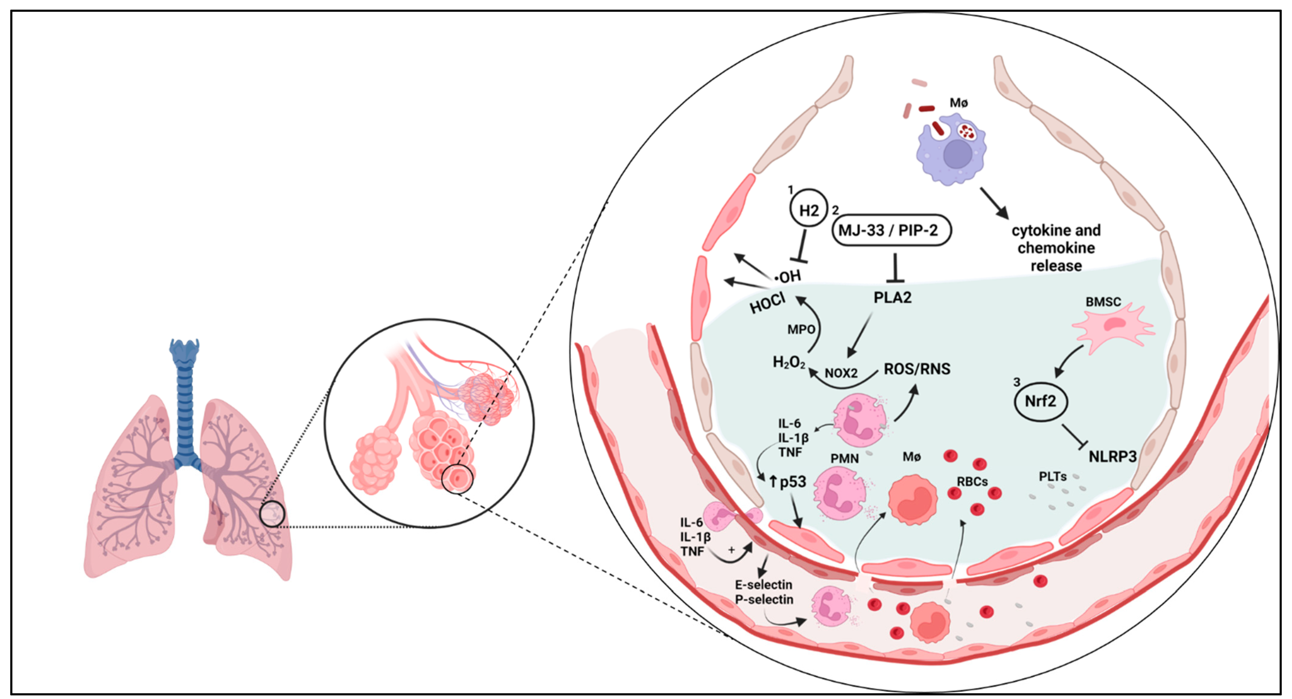 Antioxidants 12 00548 g006