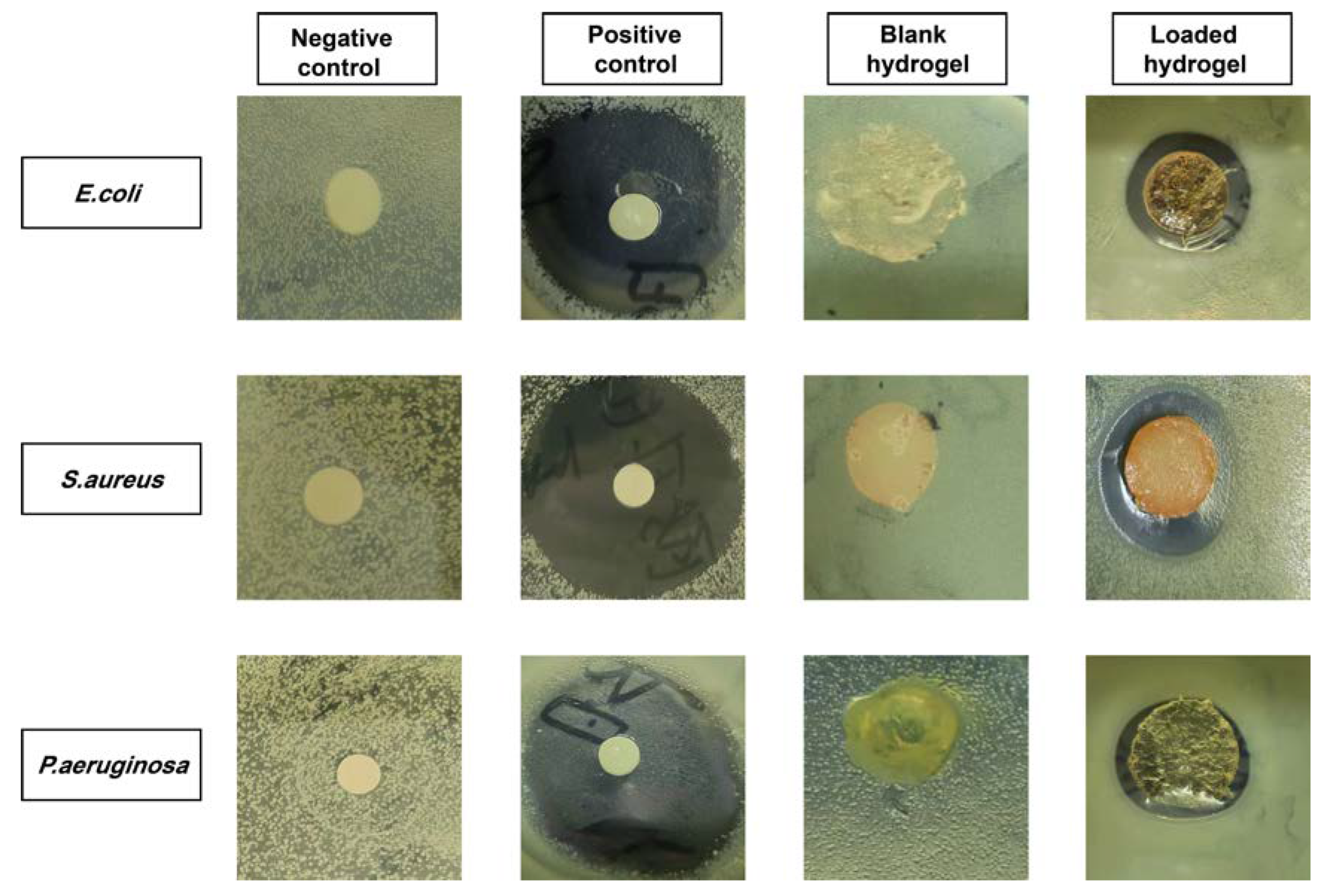 Antioxidants 12 00552 g012