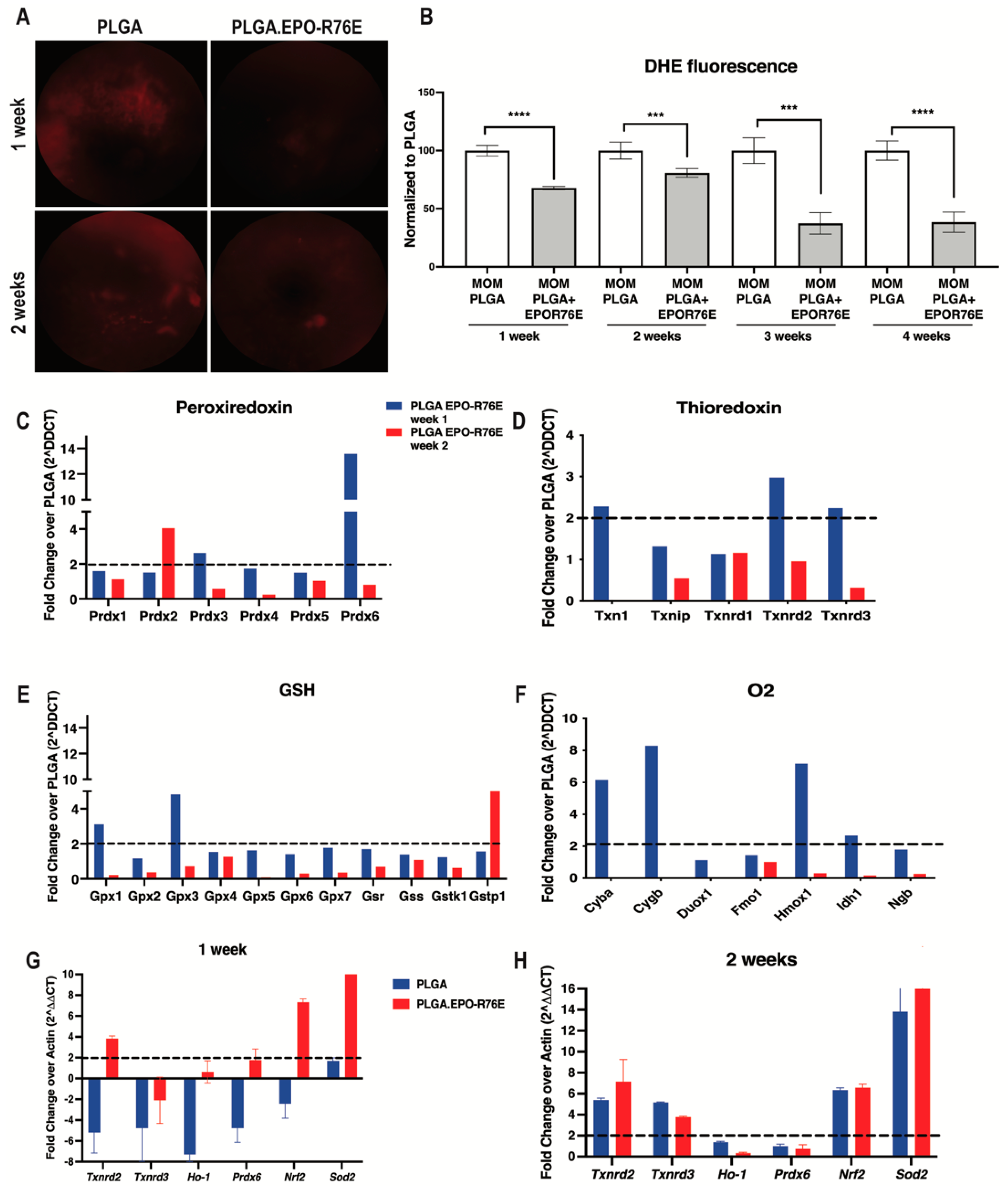 Antioxidants 12 00556 g002 Antioxidants 12 00556 g002
