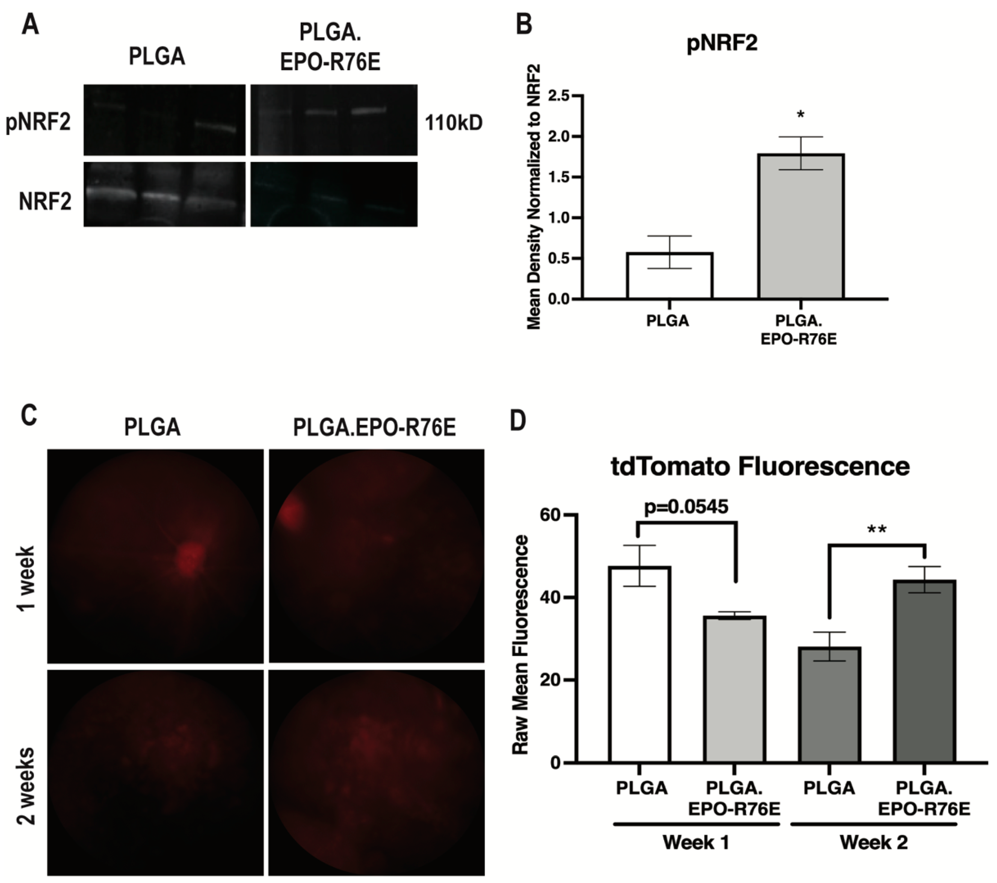 Antioxidants 12 00556 g003 Antioxidants 12 00556 g003
