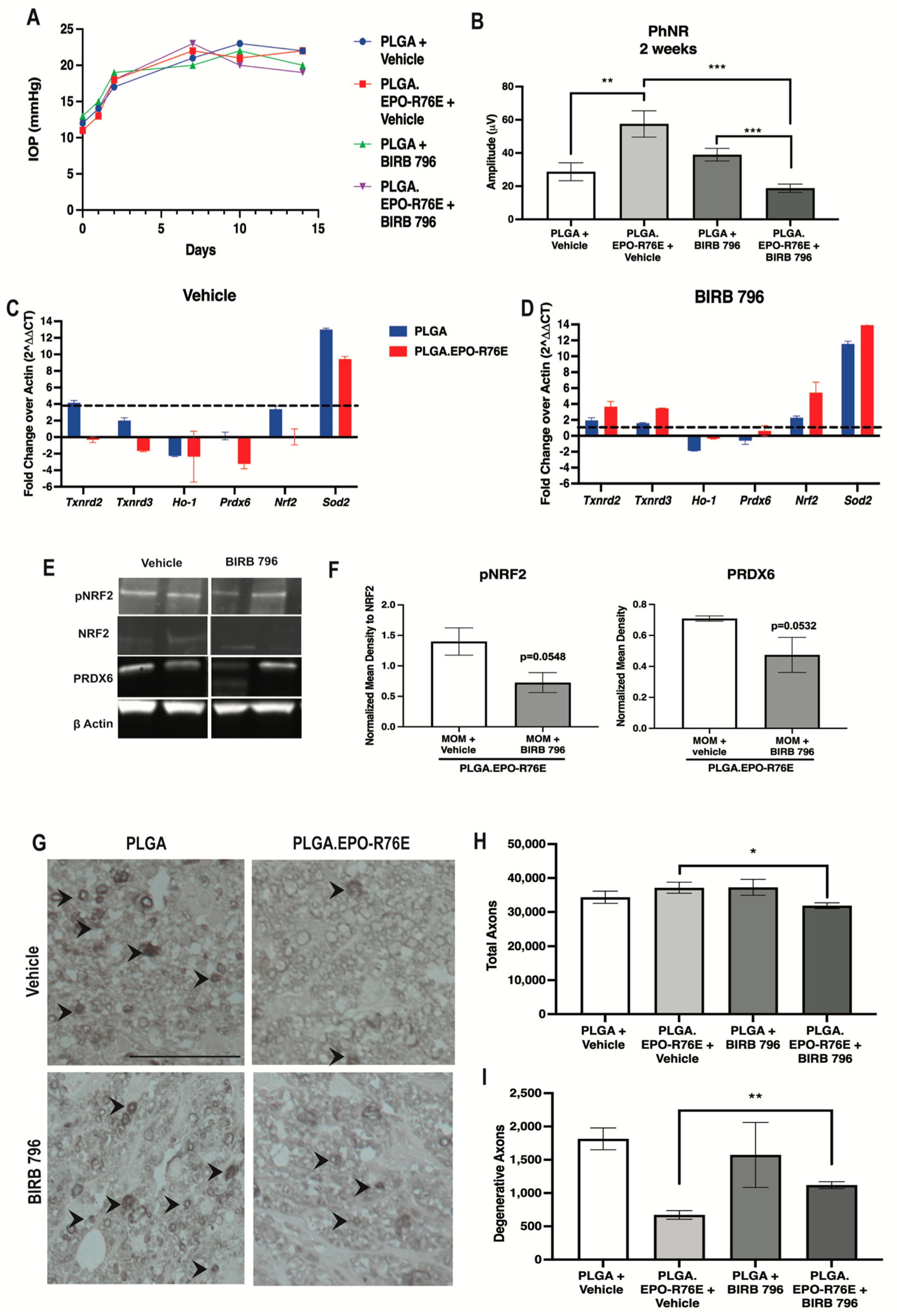Antioxidants 12 00556 g005 Antioxidants 12 00556 g005