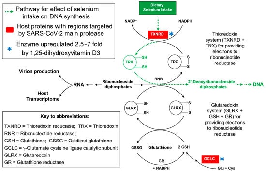 Antioxidants 12 00559 g008