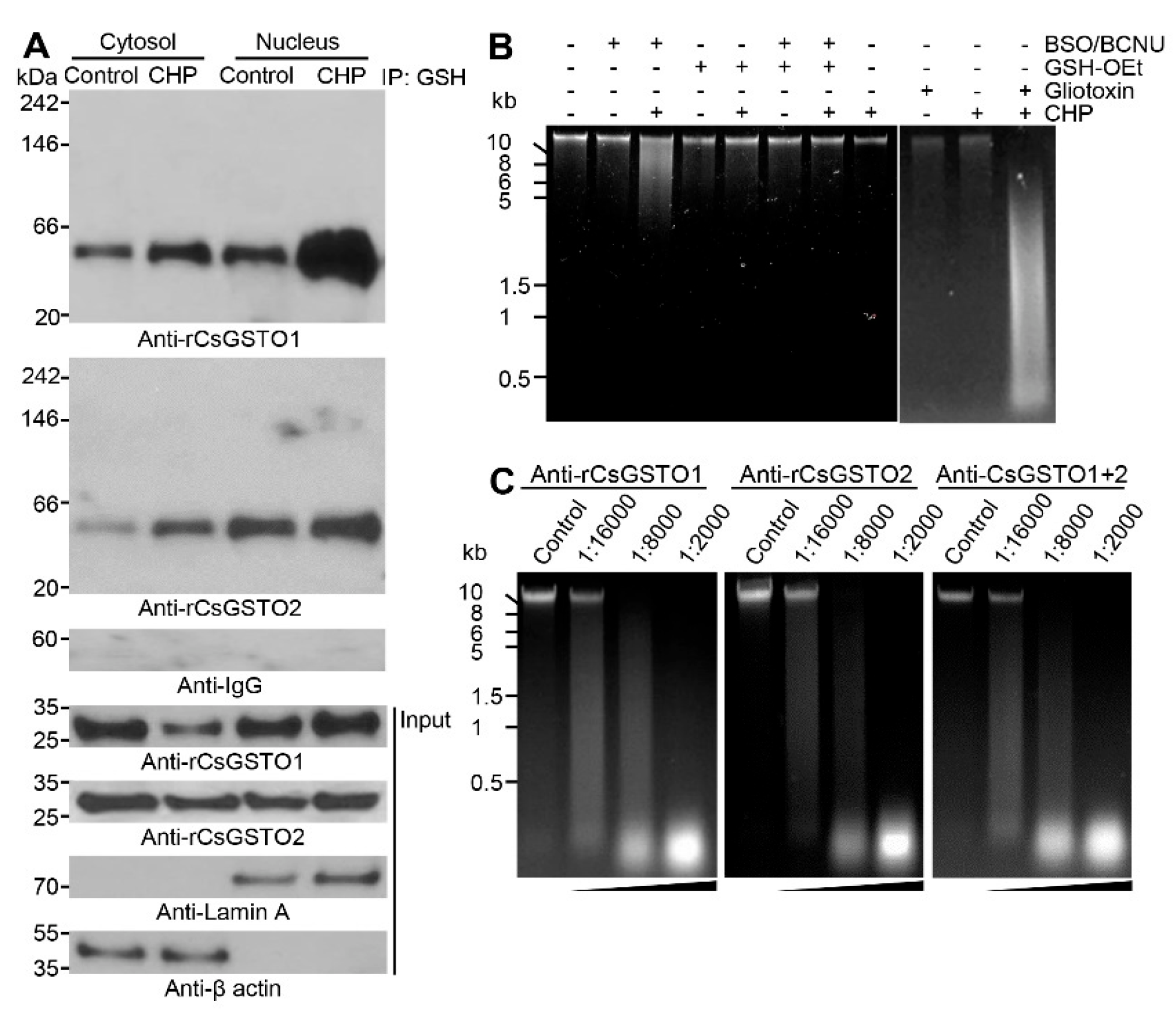 Antioxidants 12 00560 g005