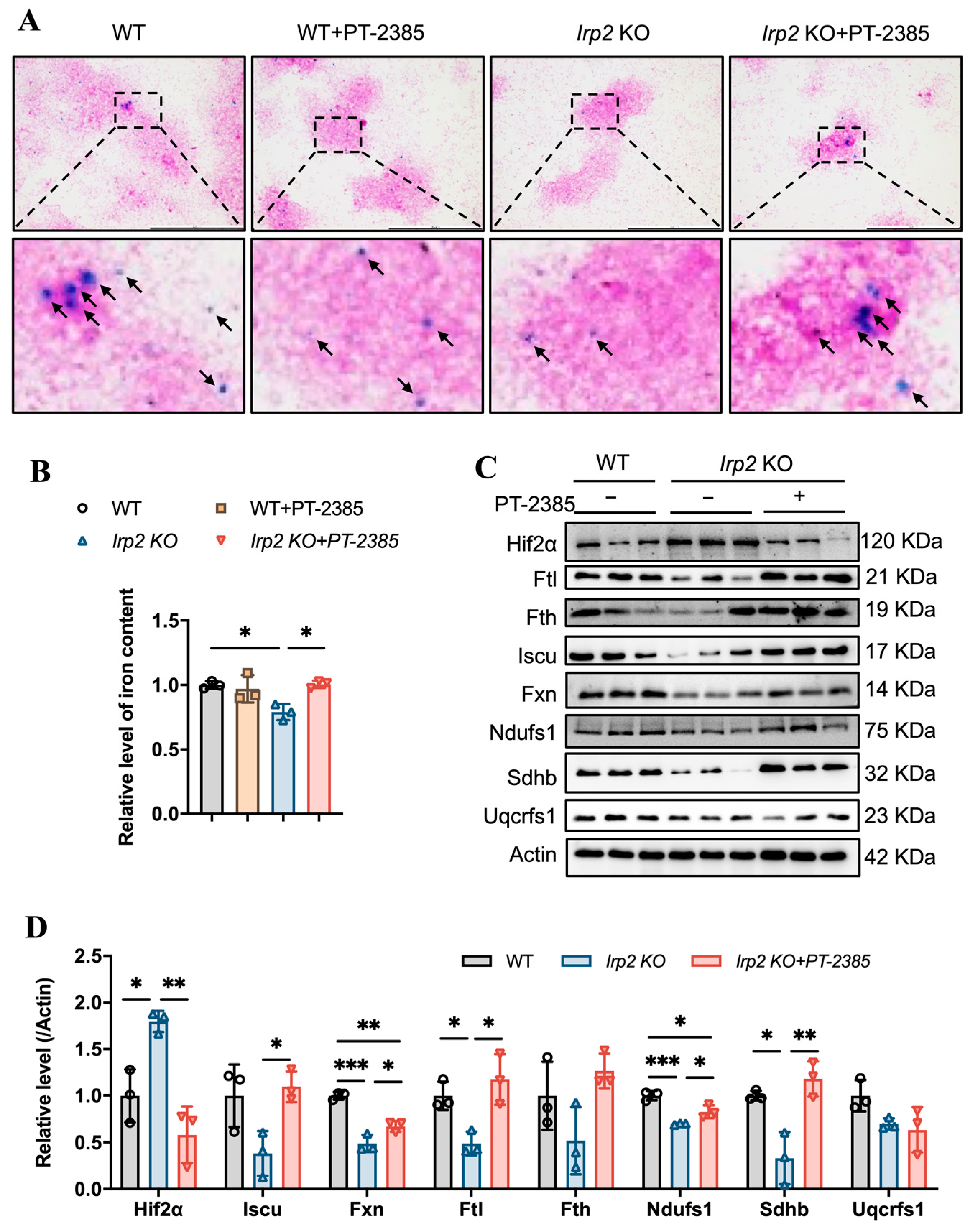 Antioxidants 12 00566 g002 Antioxidants 12 00566 g002