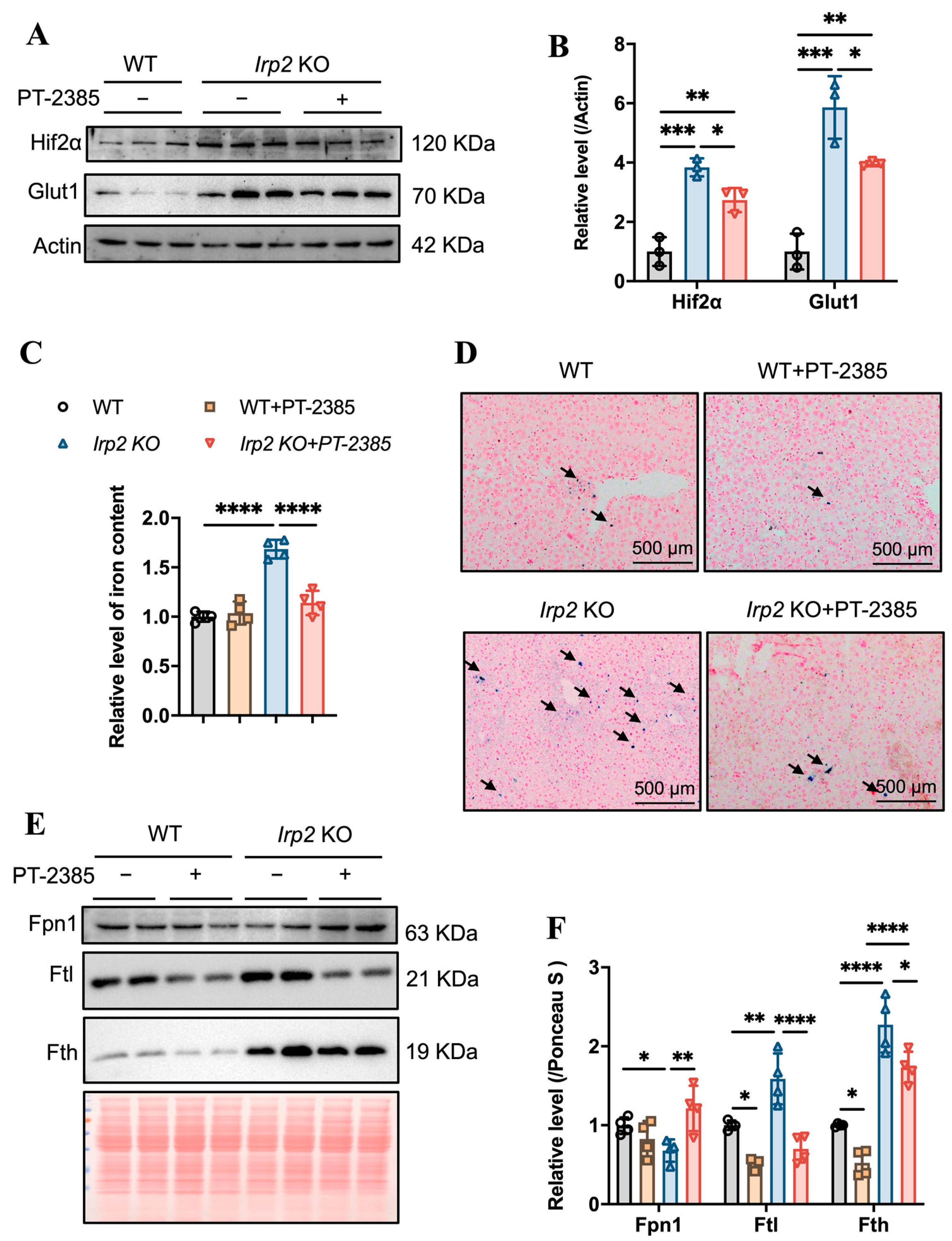 Antioxidants 12 00566 g005 Antioxidants 12 00566 g005