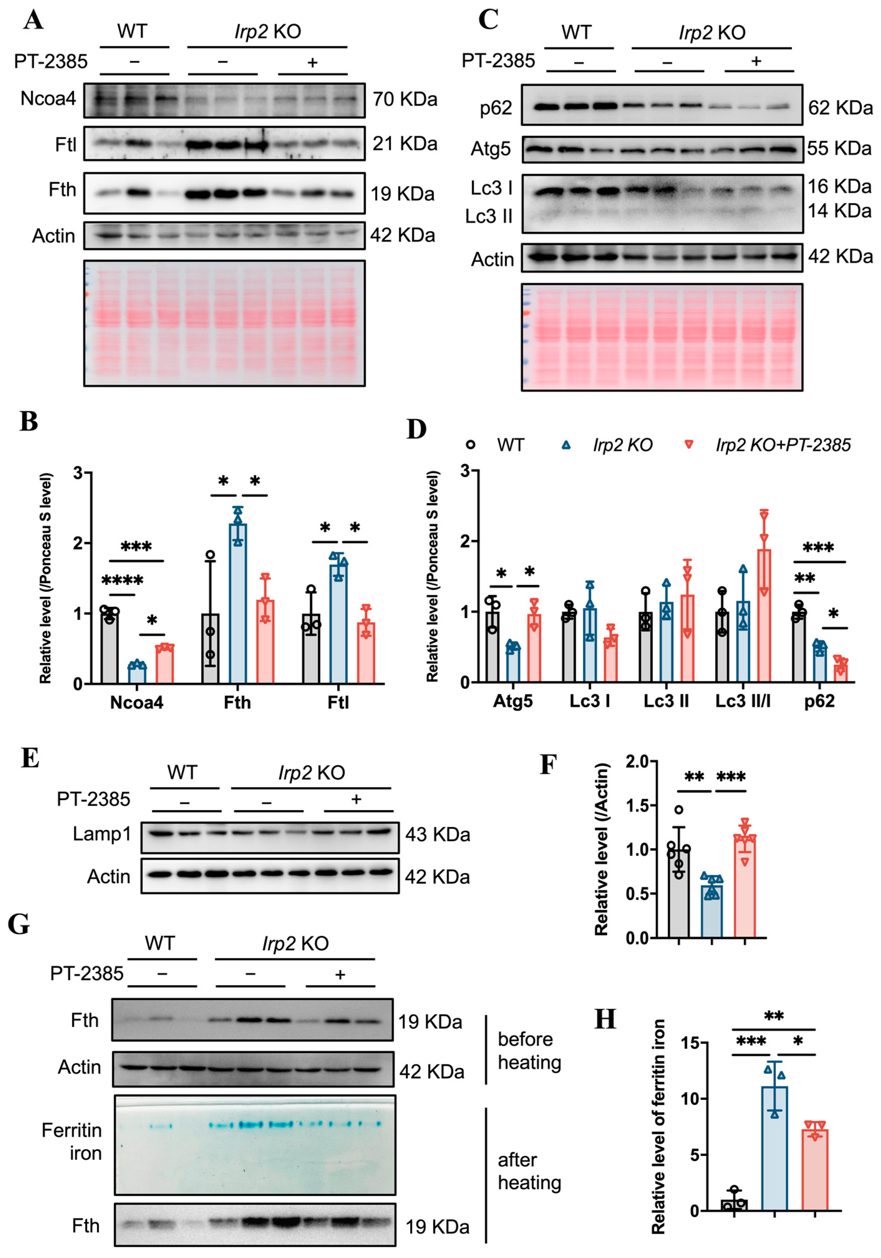 Antioxidants 12 00566 g006 Antioxidants 12 00566 g006