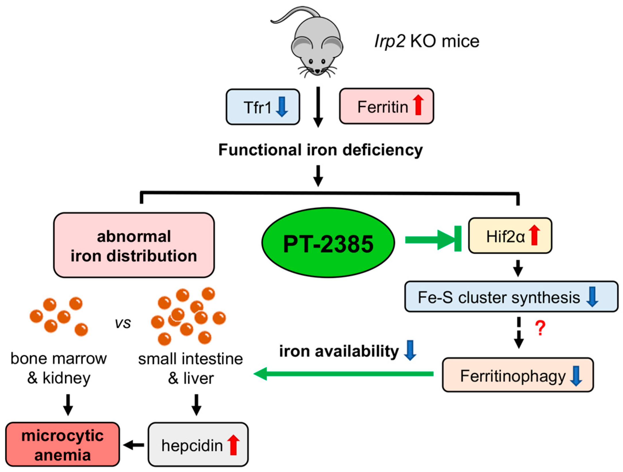 Antioxidants 12 00566 g007 Antioxidants 12 00566 g007