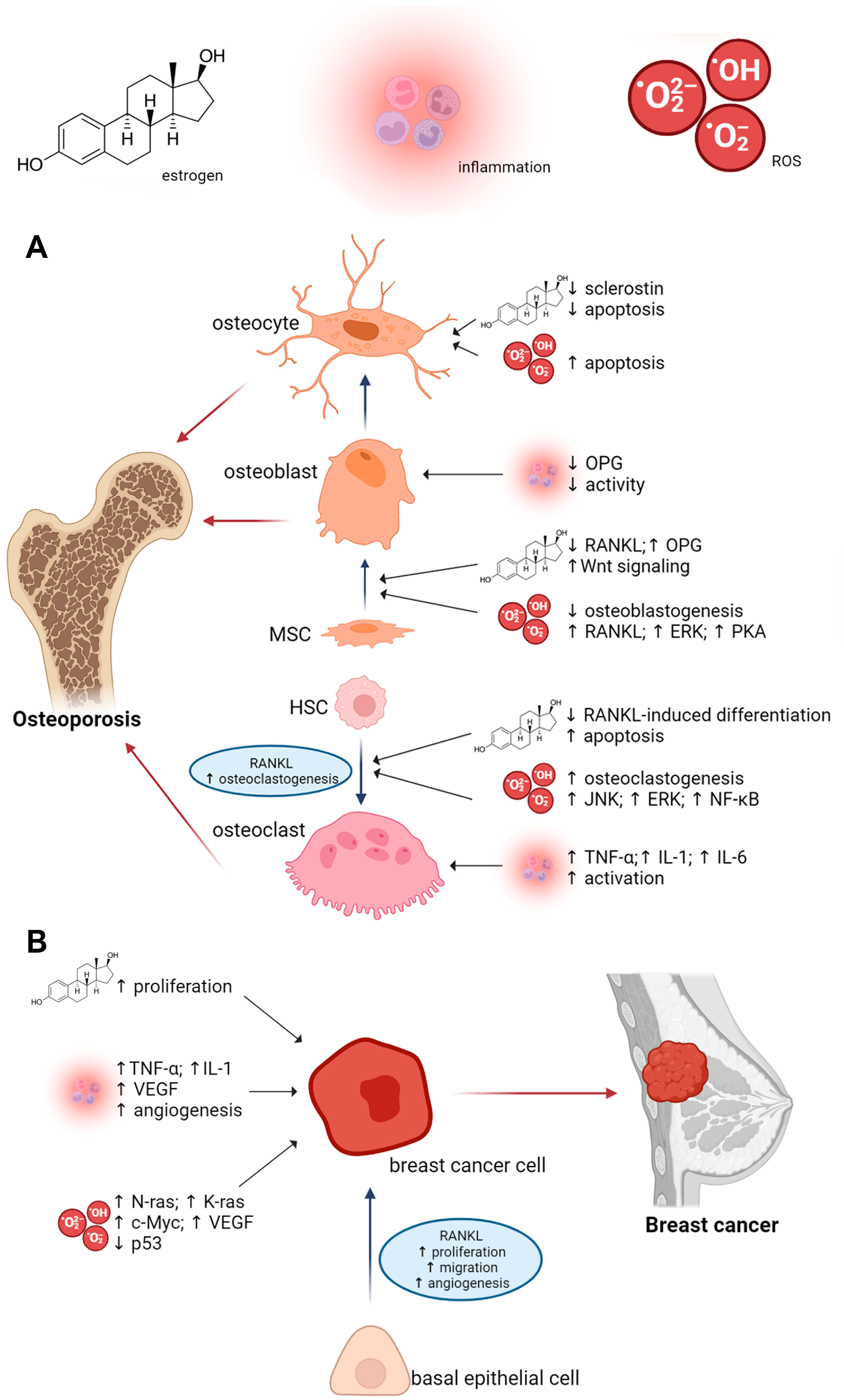 Antioxidants 12 00567 g001