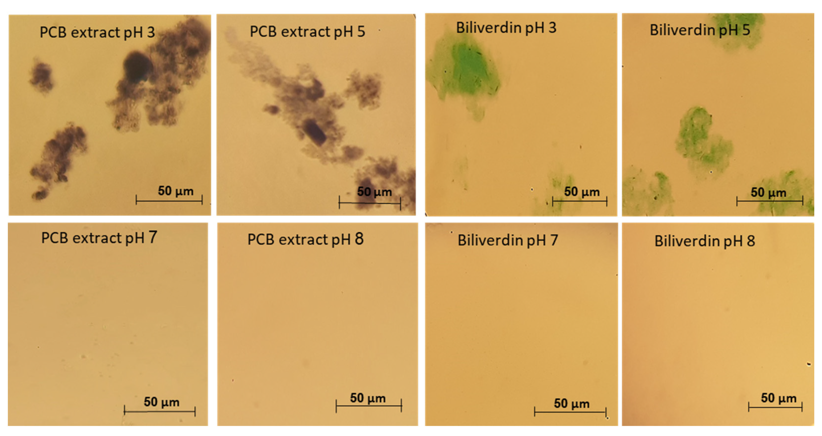 Antioxidants 12 00568 g005 Antioxidants 12 00568 g005