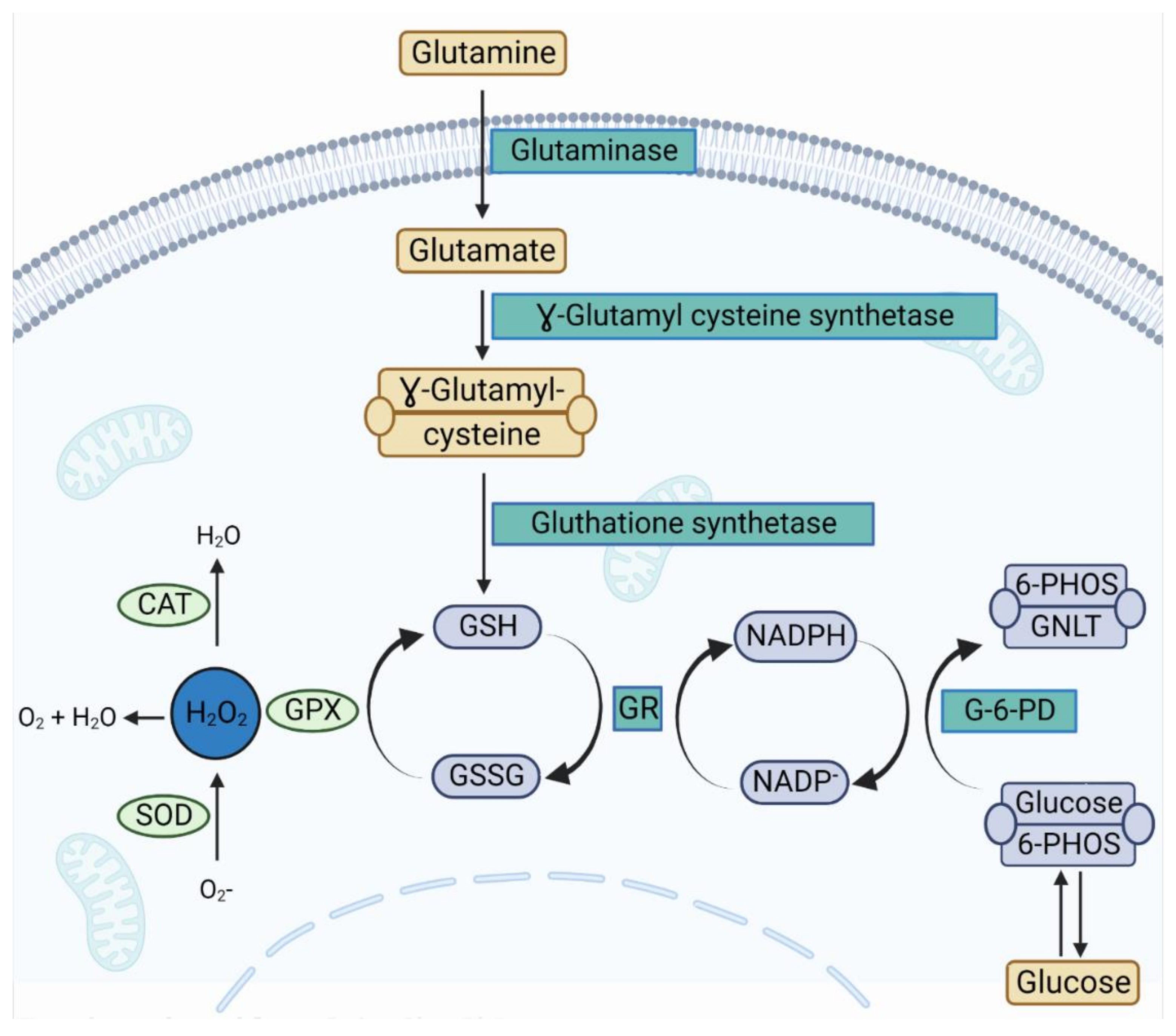 Antioxidants 12 00570 g005