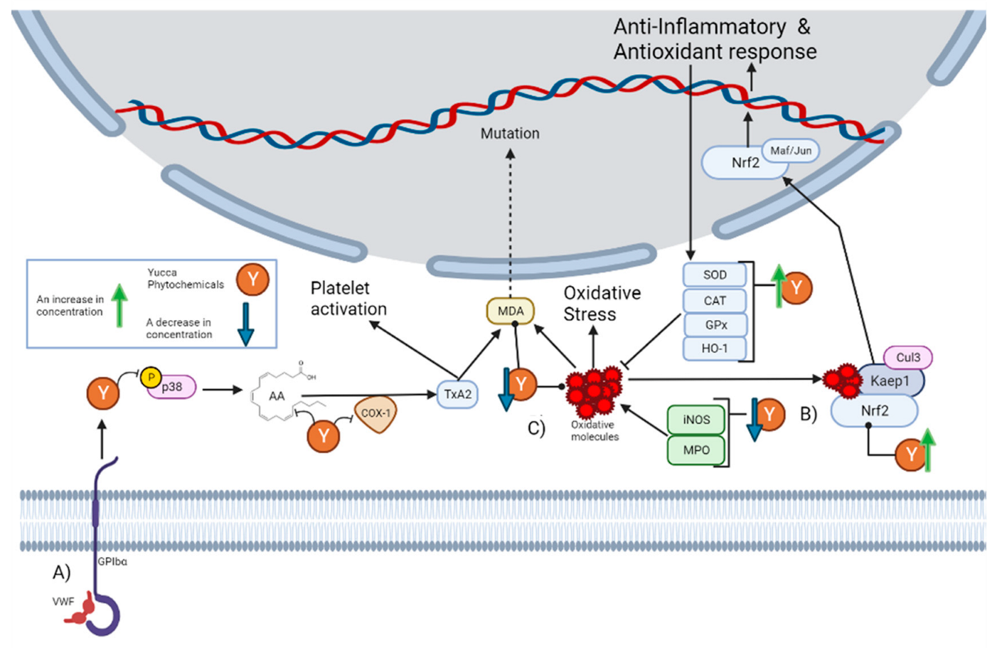 Antioxidants 12 00574 g001
