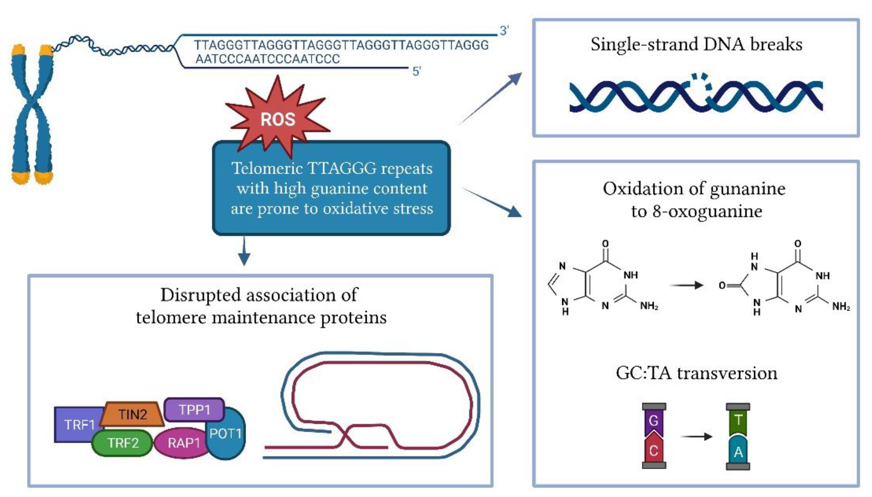 Antioxidants 12 00579 g002