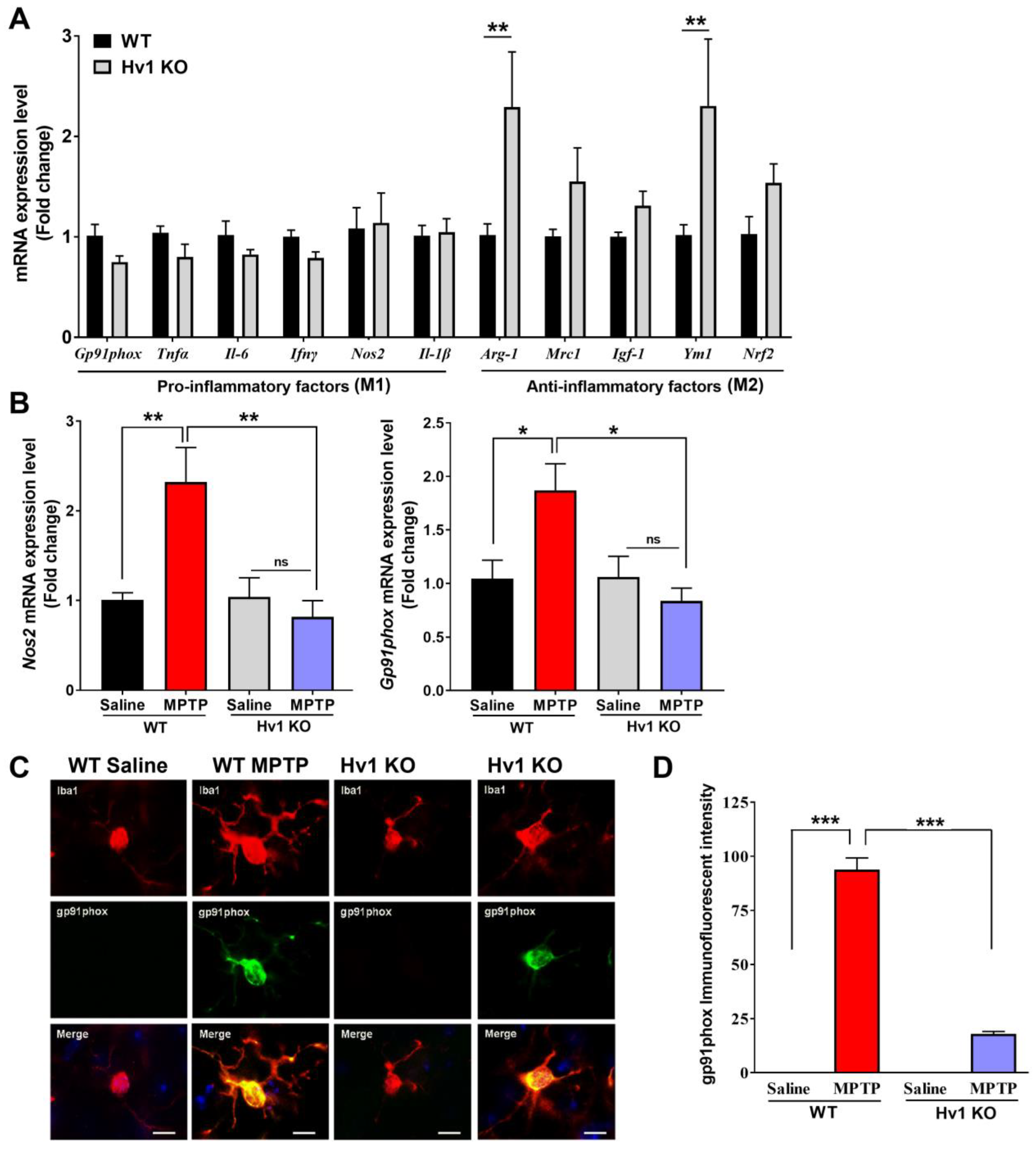 Antioxidants 12 00582 g003 Antioxidants 12 00582 g003