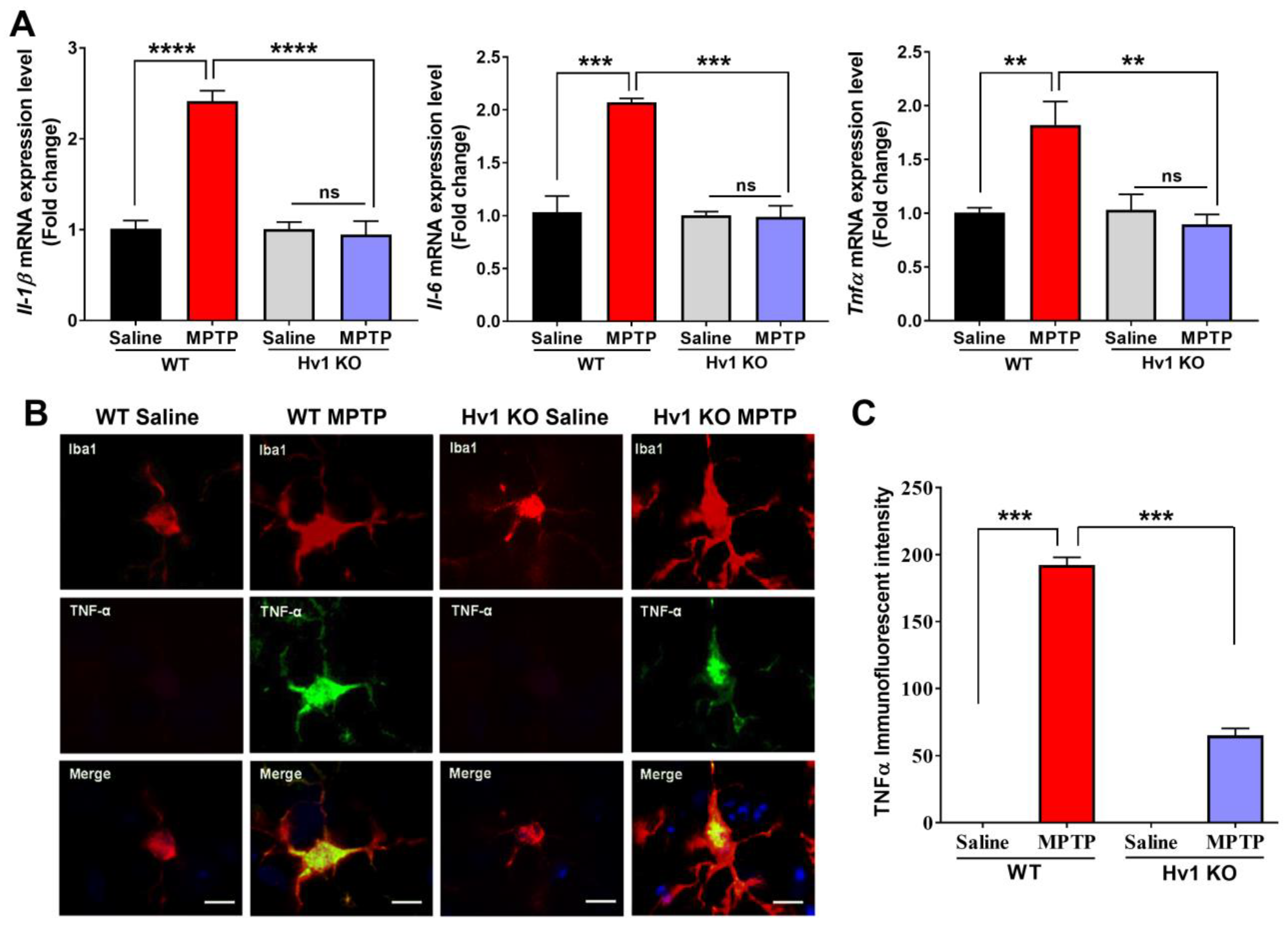 Antioxidants 12 00582 g004 Antioxidants 12 00582 g004