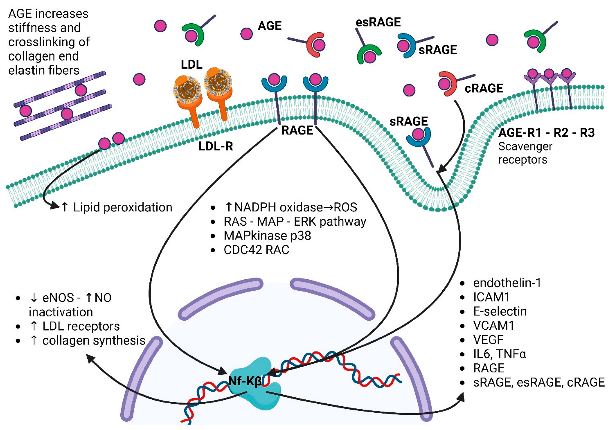 Antioxidants 12 00584 g002