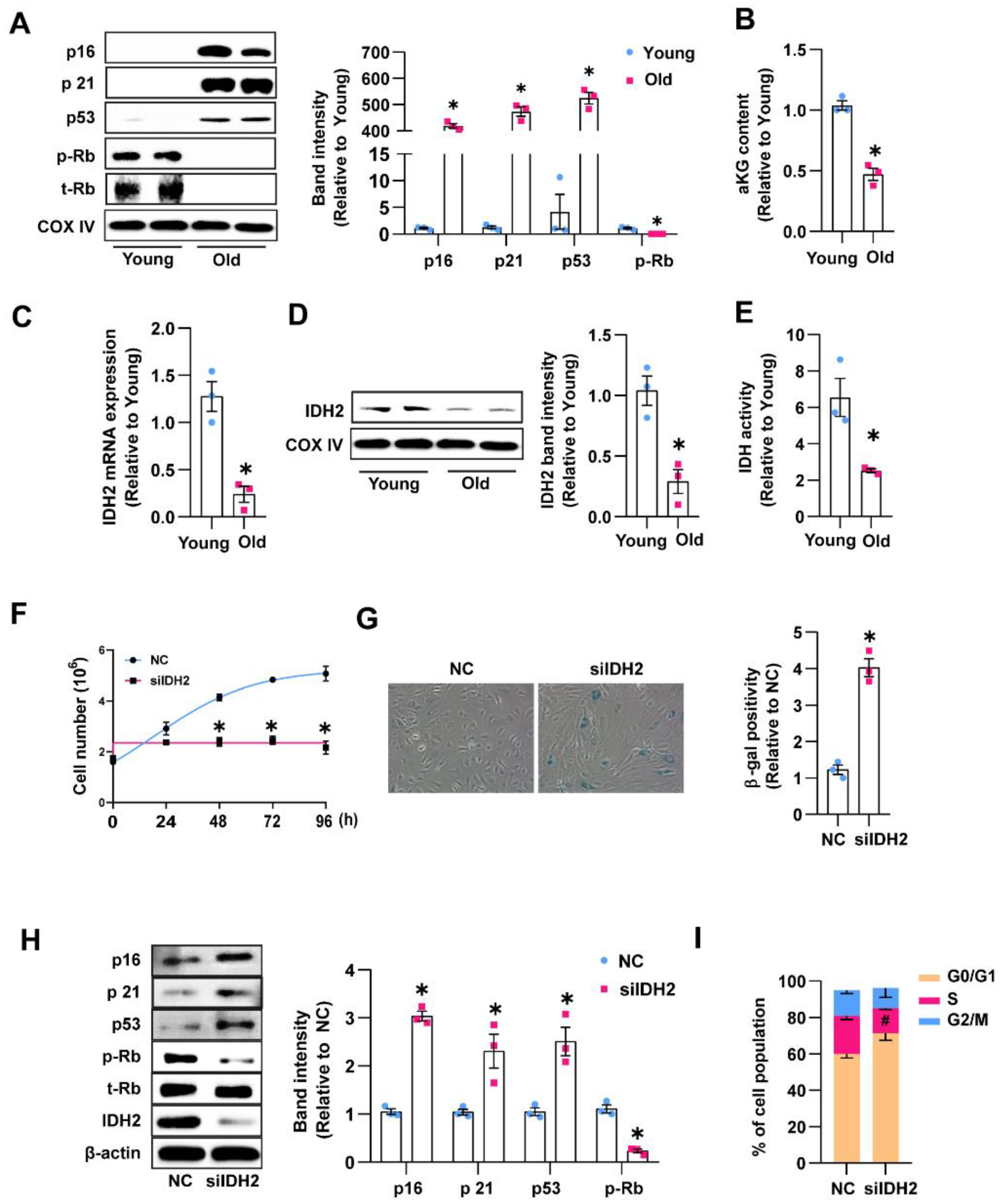 Antioxidants 12 00585 g001