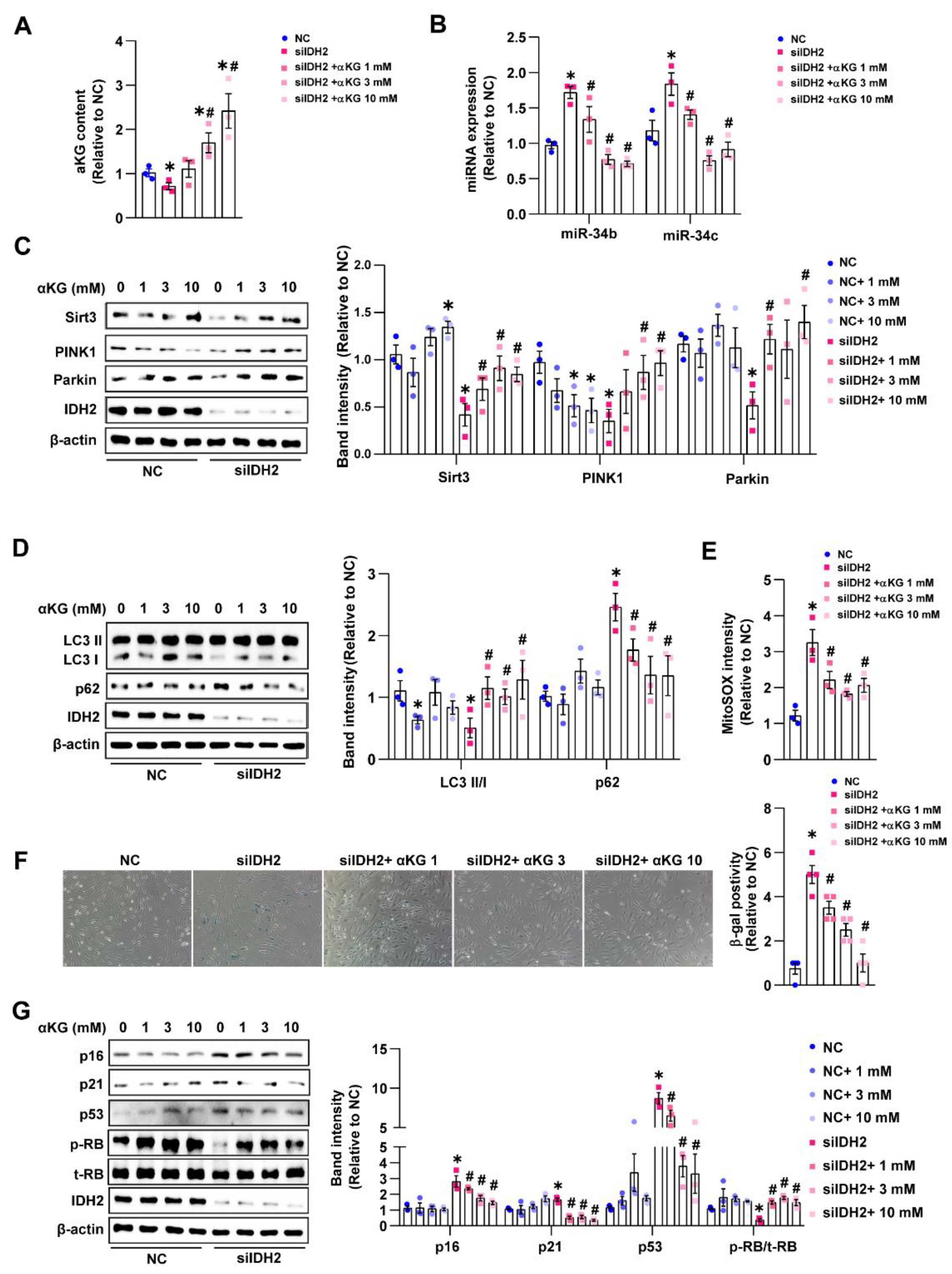 Antioxidants 12 00585 g004