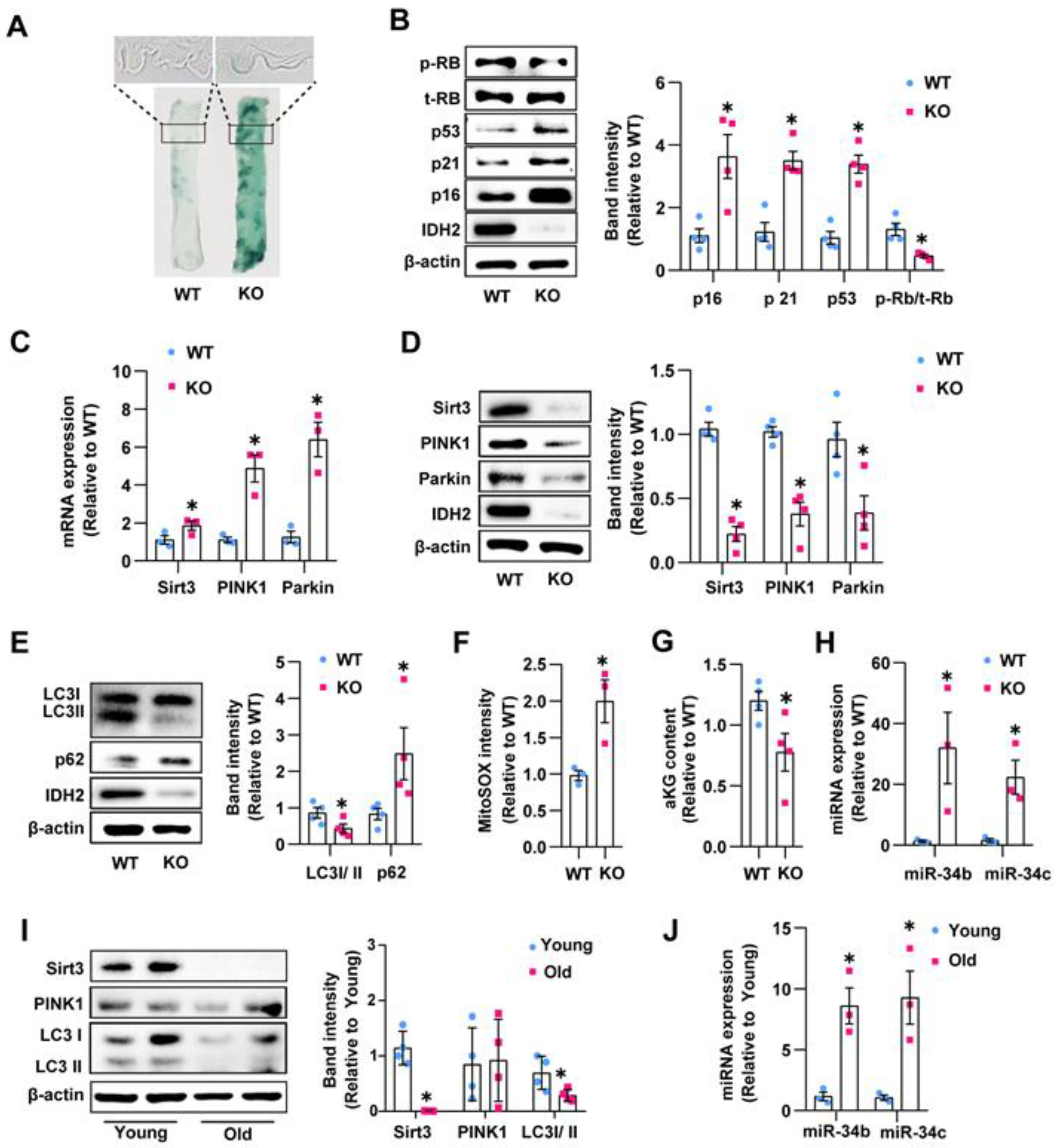 Antioxidants 12 00585 g005