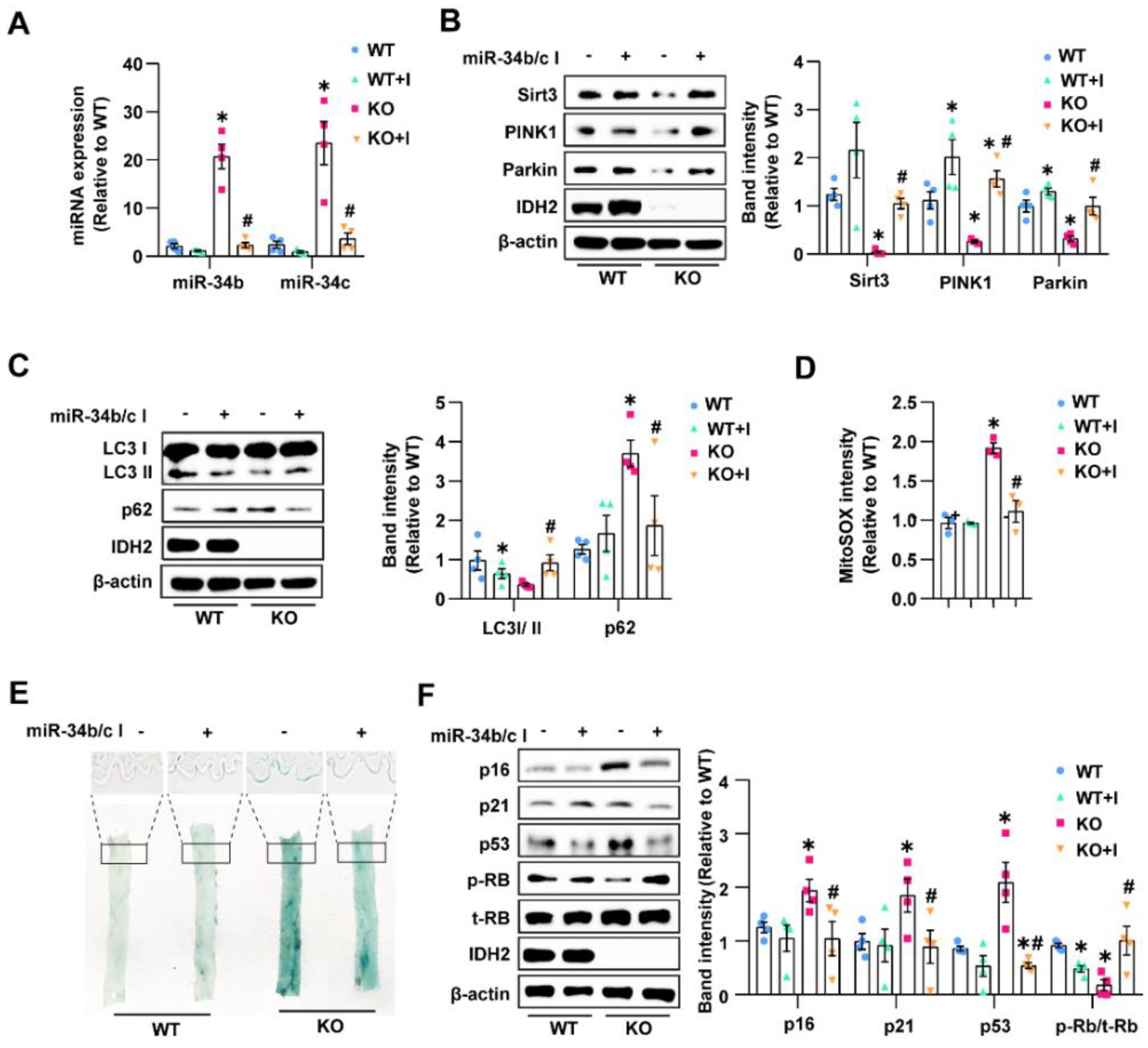 Antioxidants 12 00585 g006