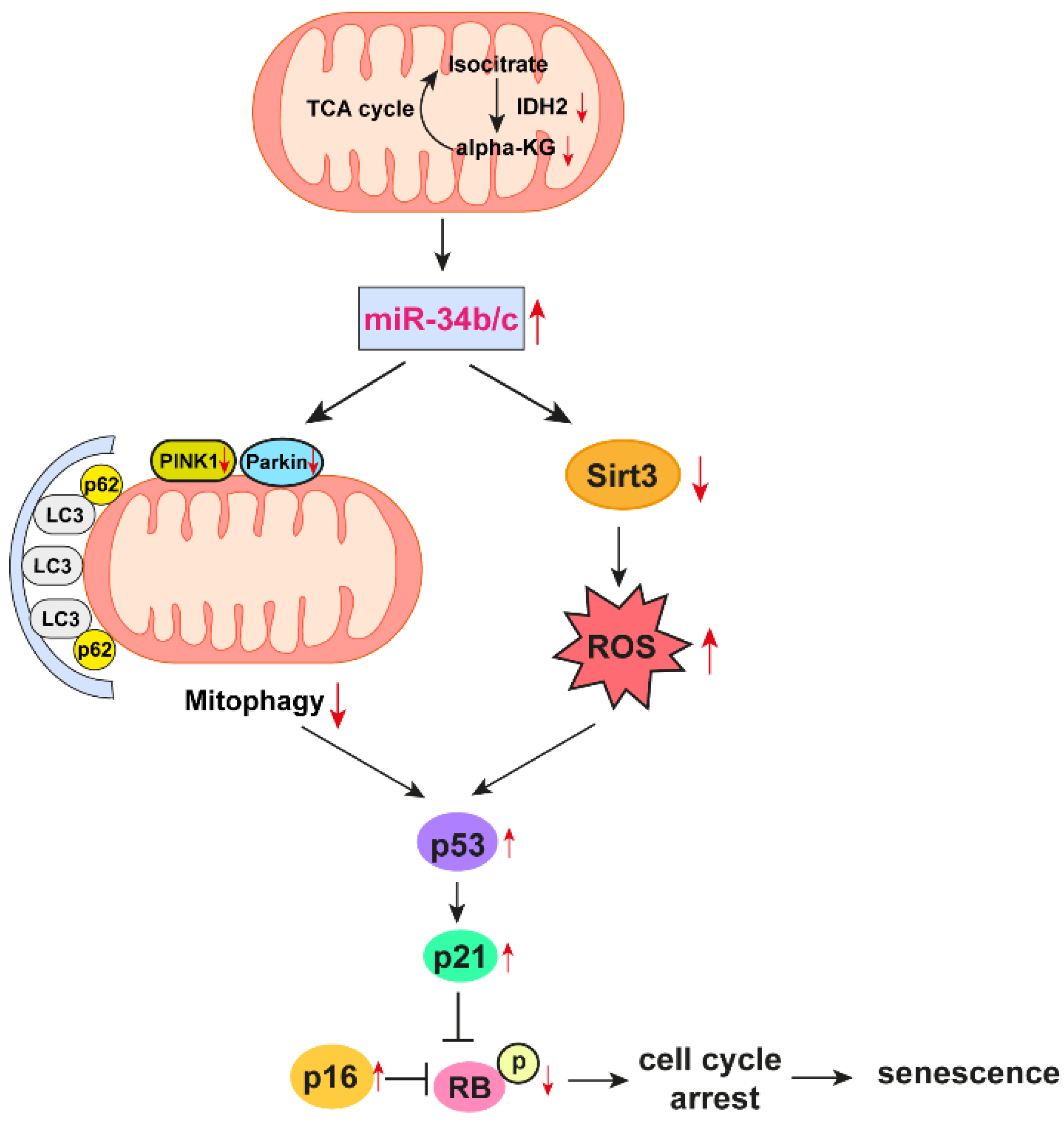 Antioxidants 12 00585 g007