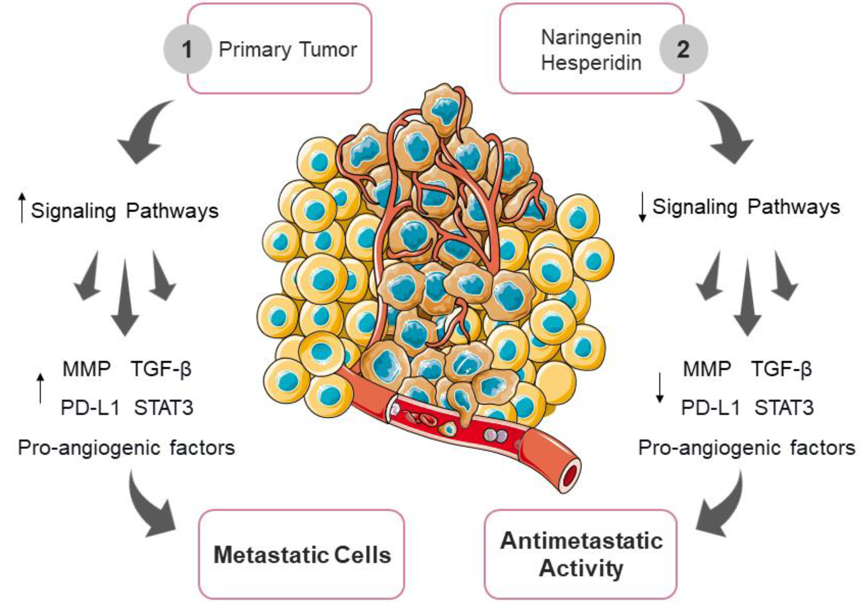Antioxidants 12 00586 g004