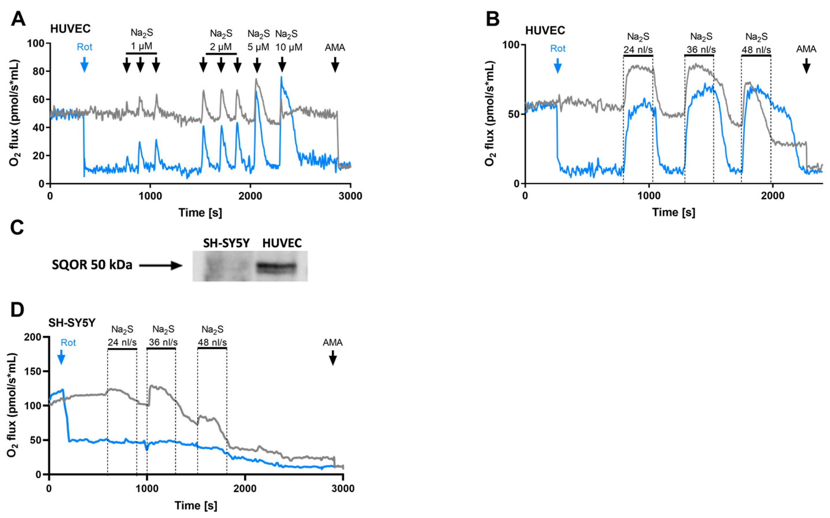 Antioxidants 12 00587 g001 Antioxidants 12 00587 g001