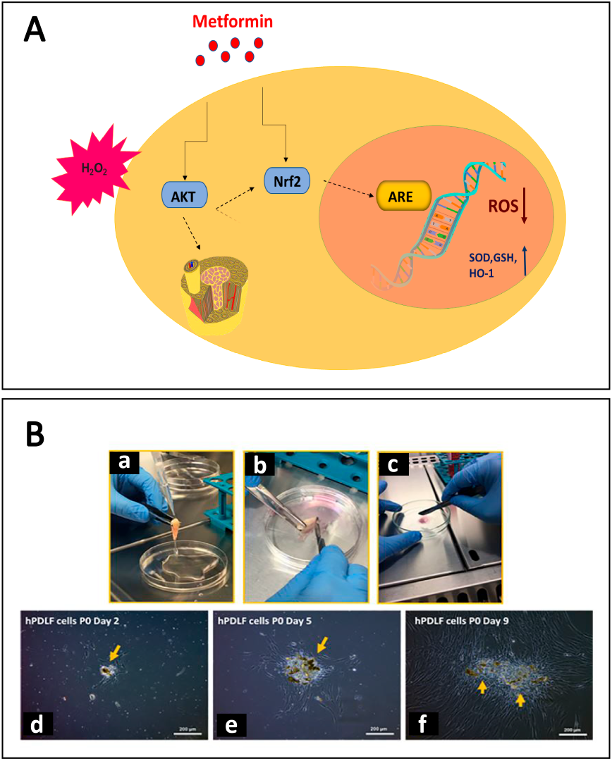 Antioxidants 12 00594 g003