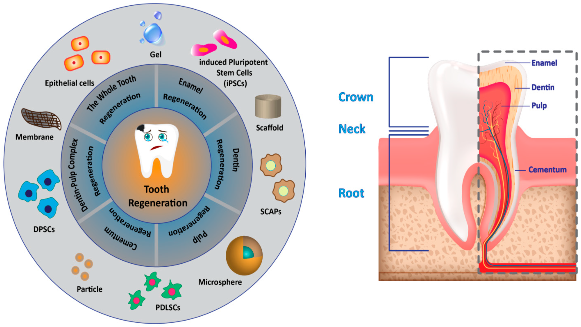 Antioxidants 12 00594 g004