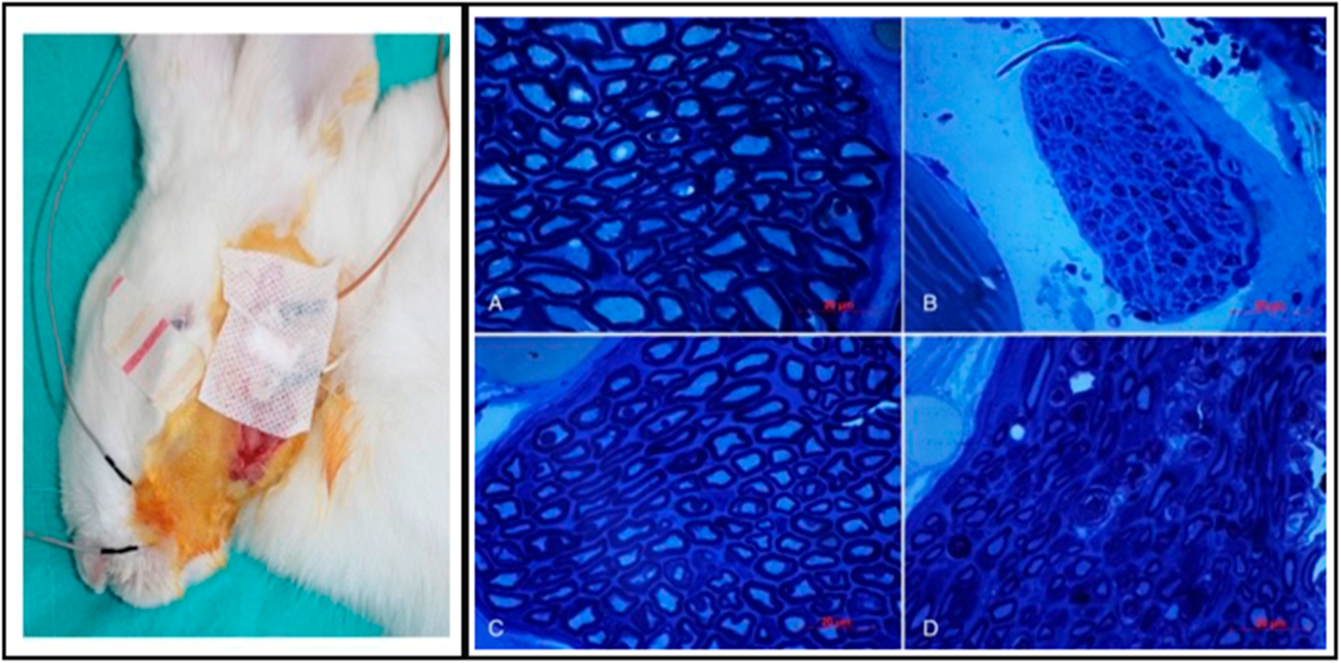 Antioxidants 12 00594 g008