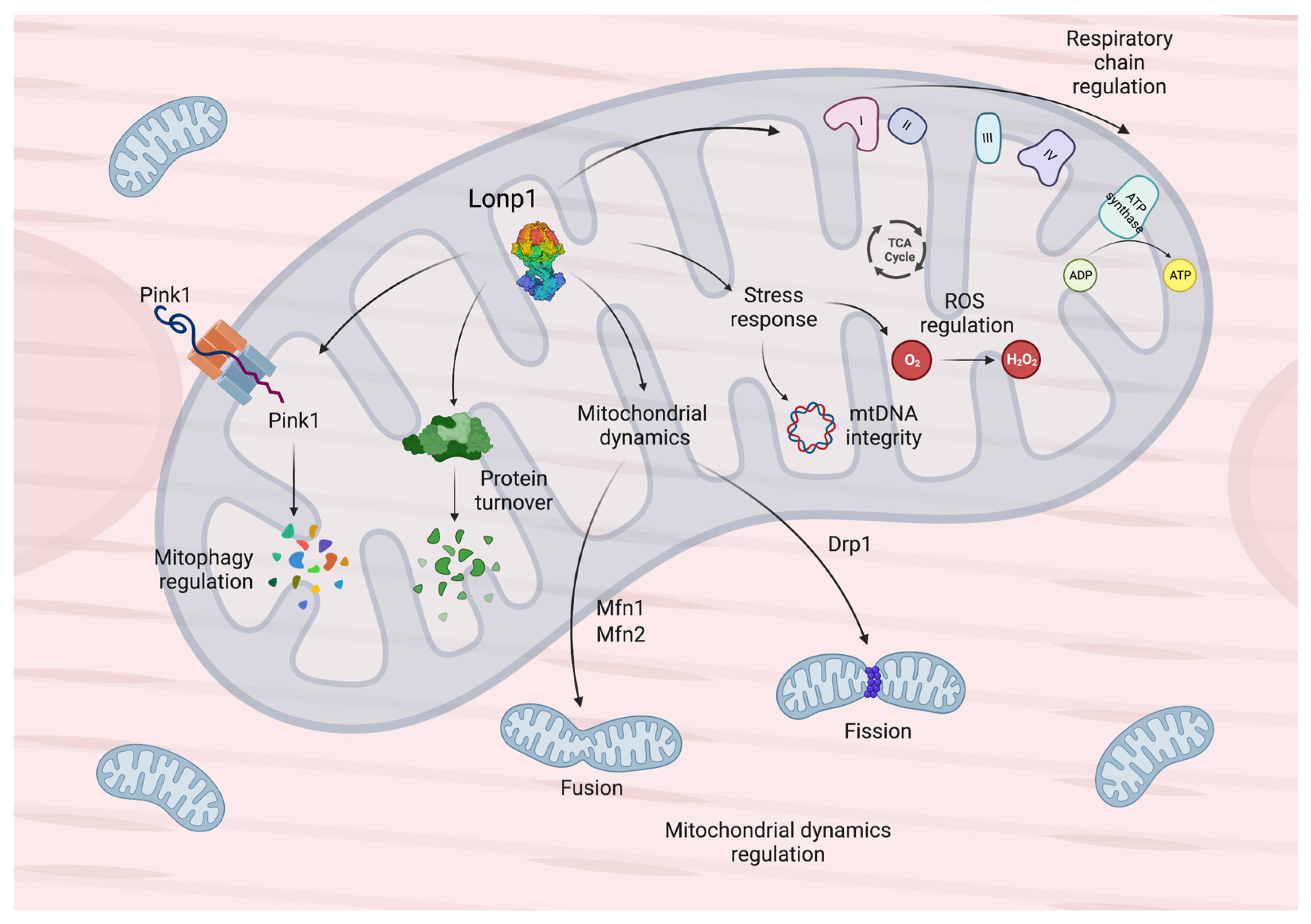 Antioxidants 12 00598 g001
