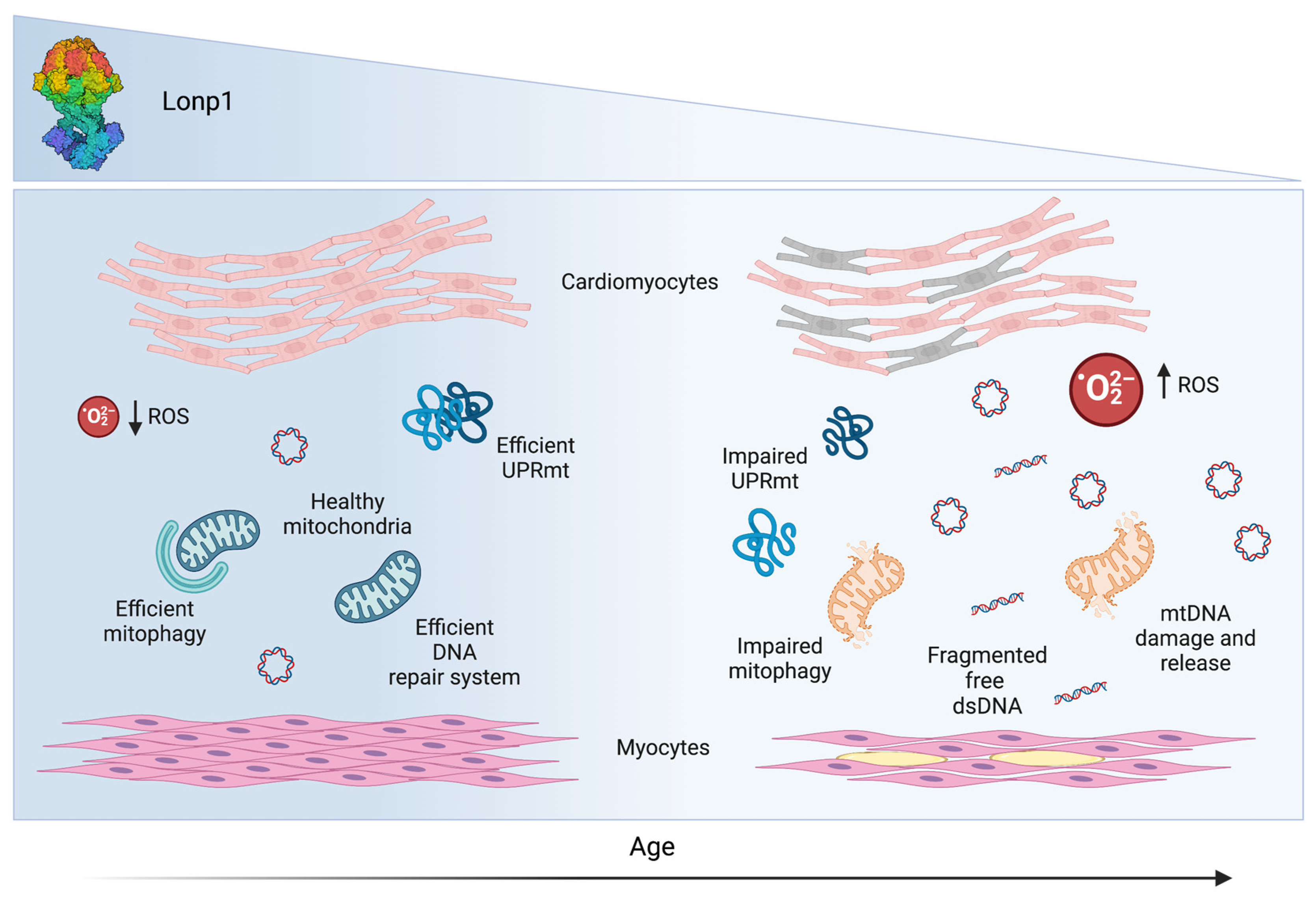 Antioxidants 12 00598 g002
