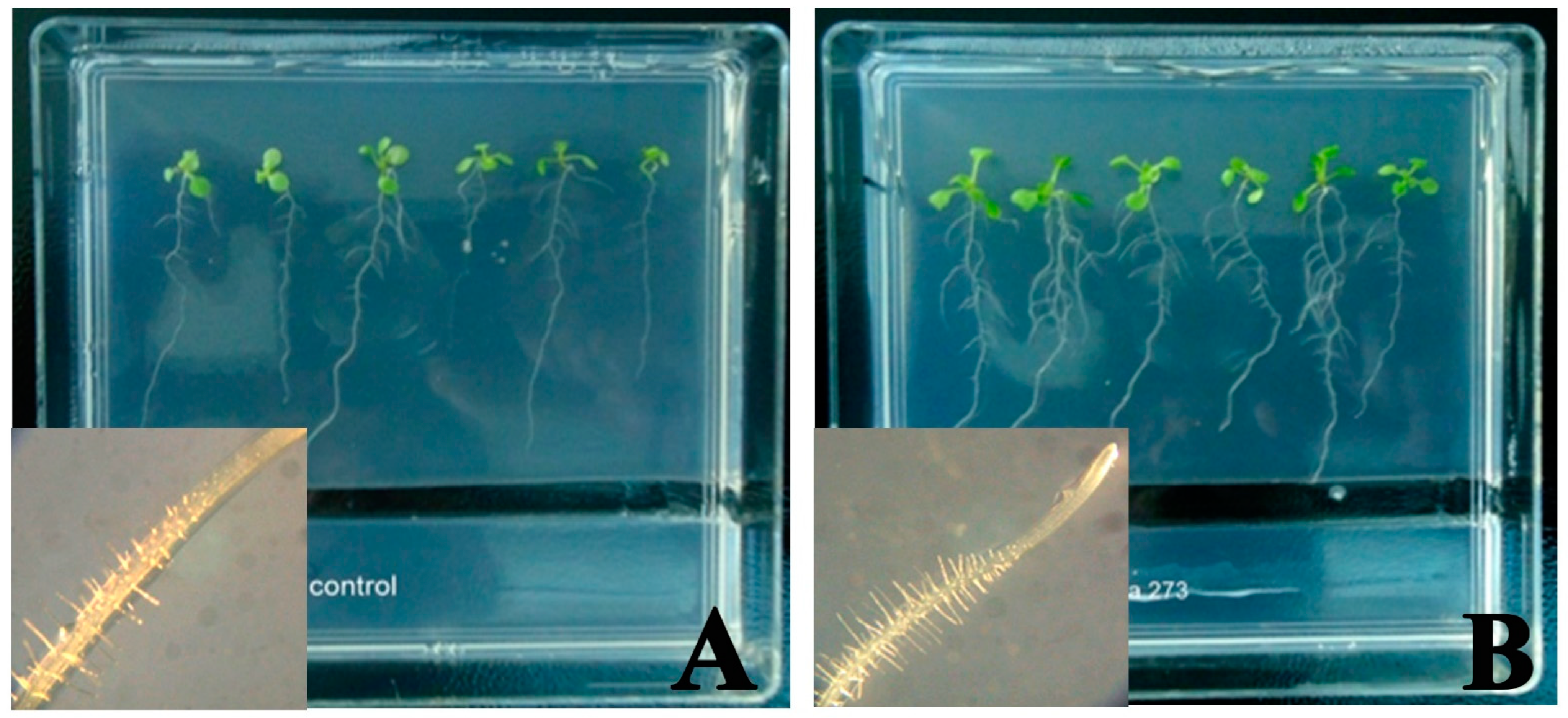 Antioxidants 12 00600 g001