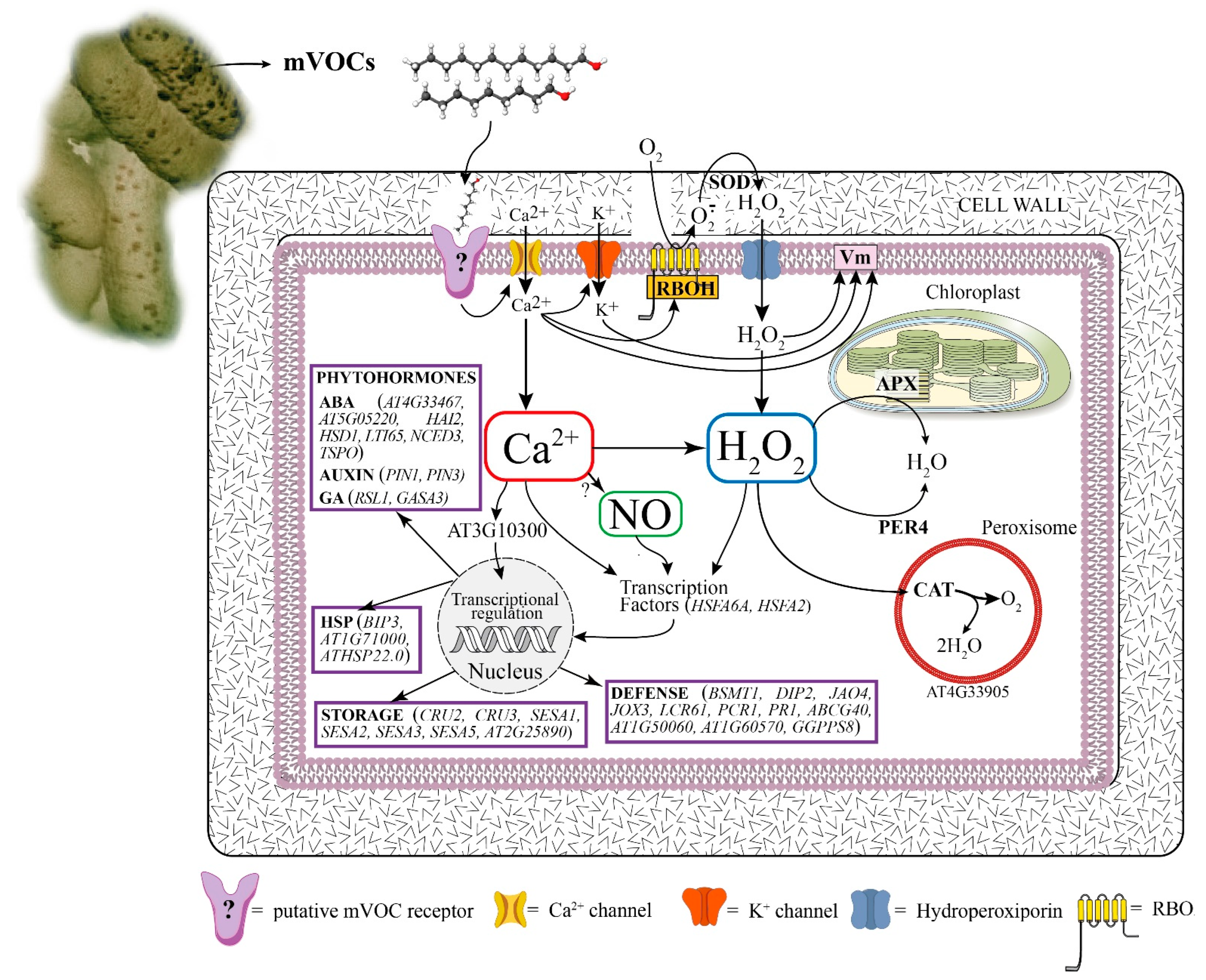 Antioxidants 12 00600 g012