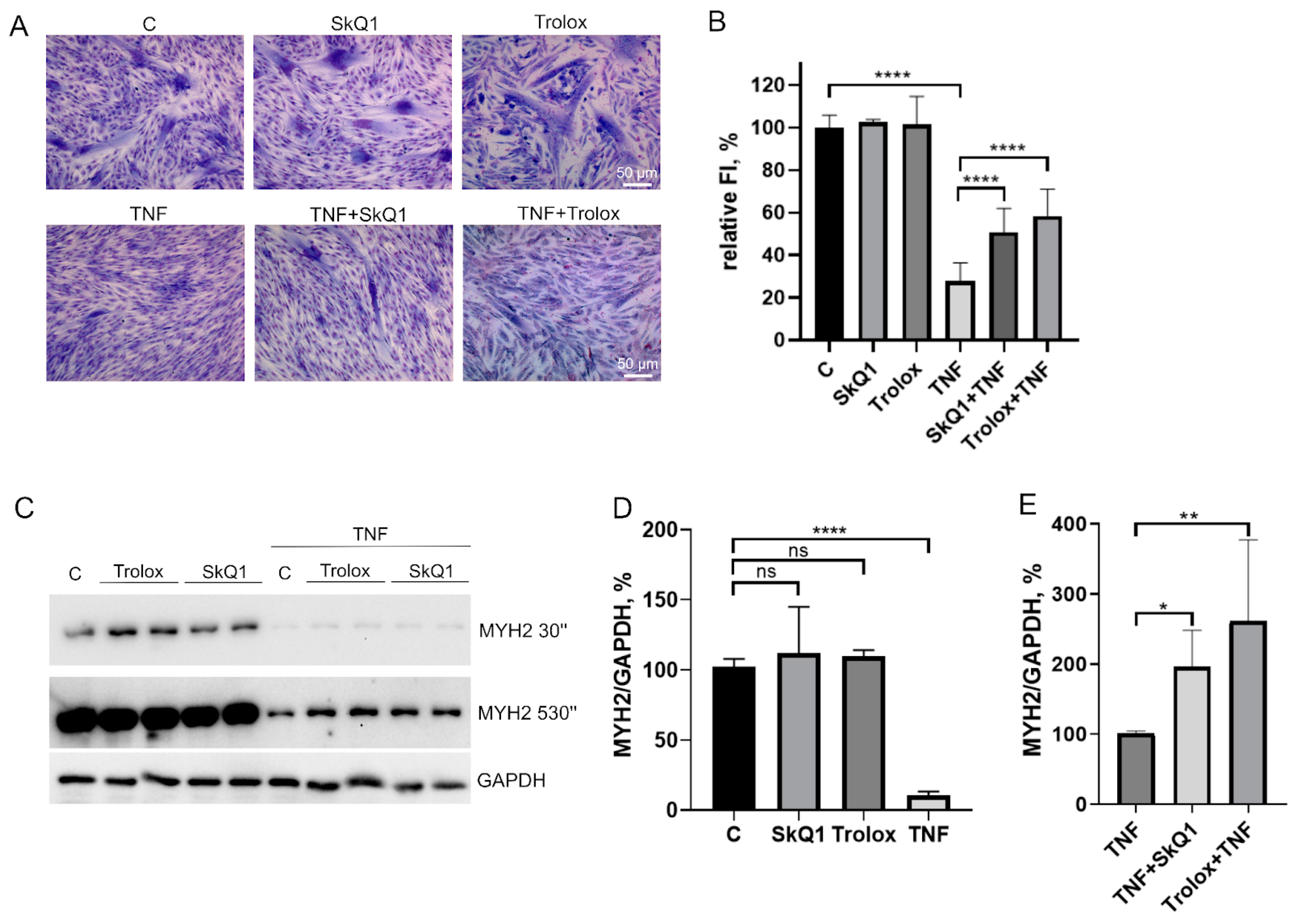 Antioxidants 12 00602 g004
