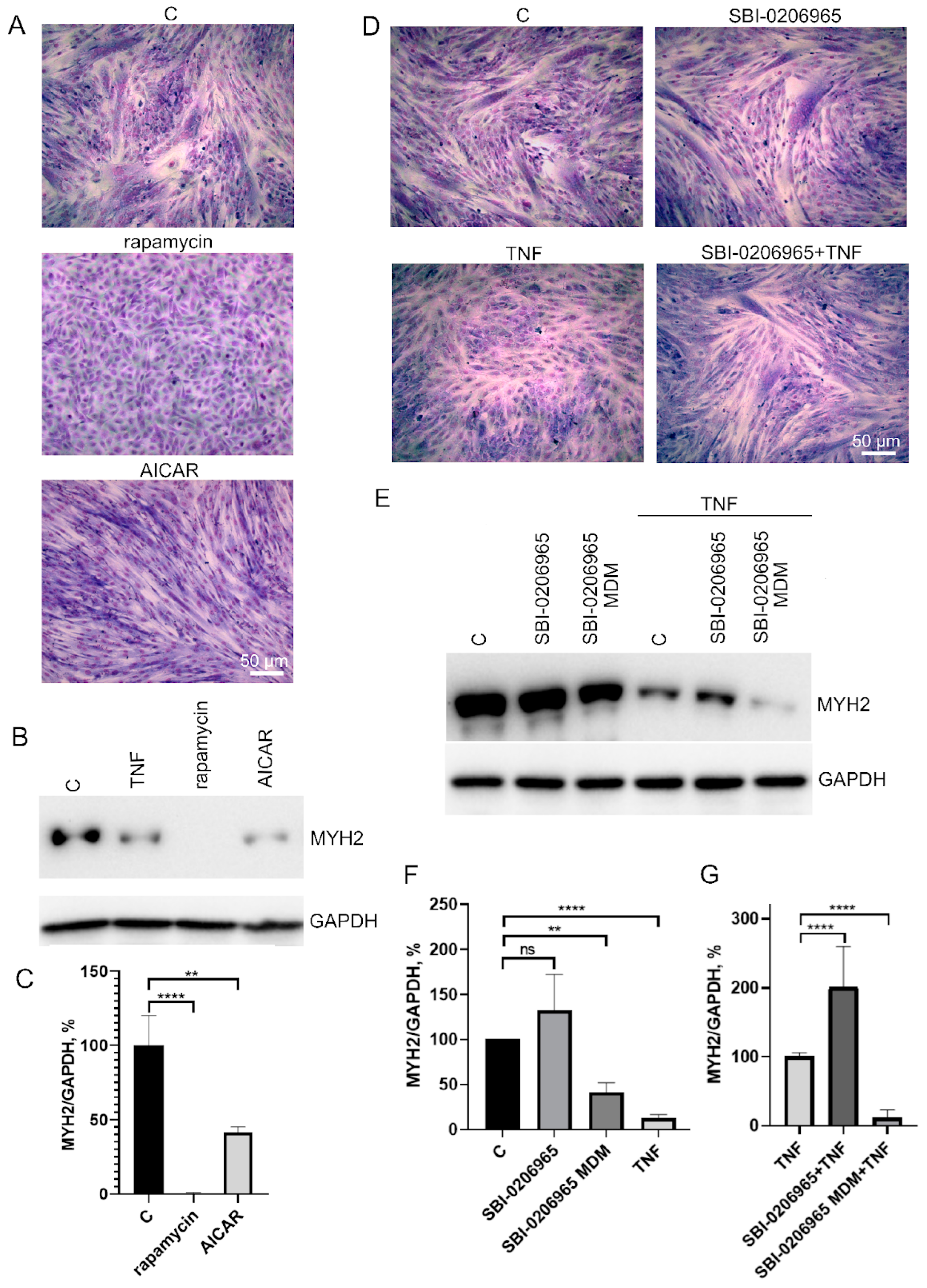 Antioxidants 12 00602 g006