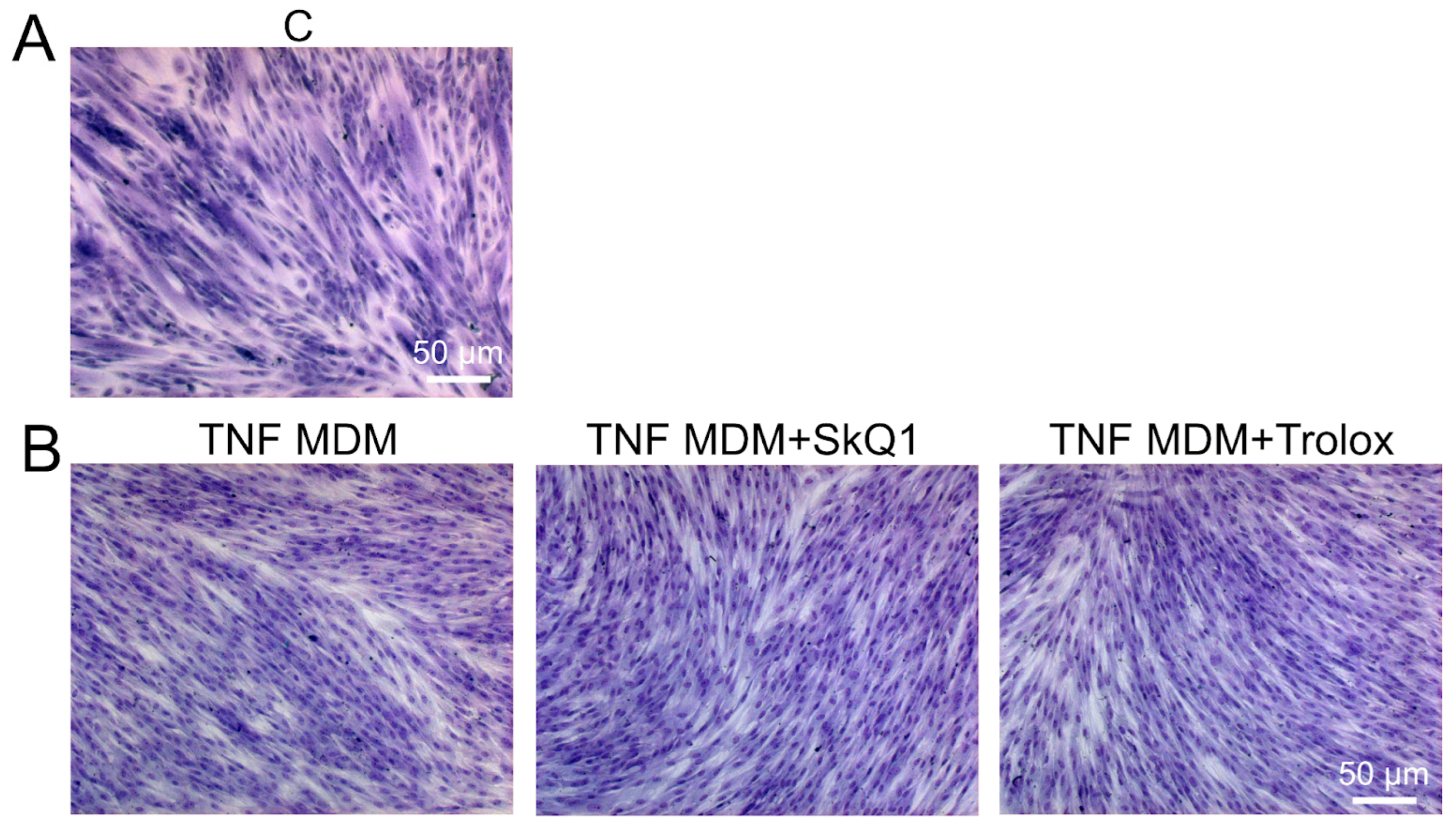 Antioxidants 12 00602 g0a2