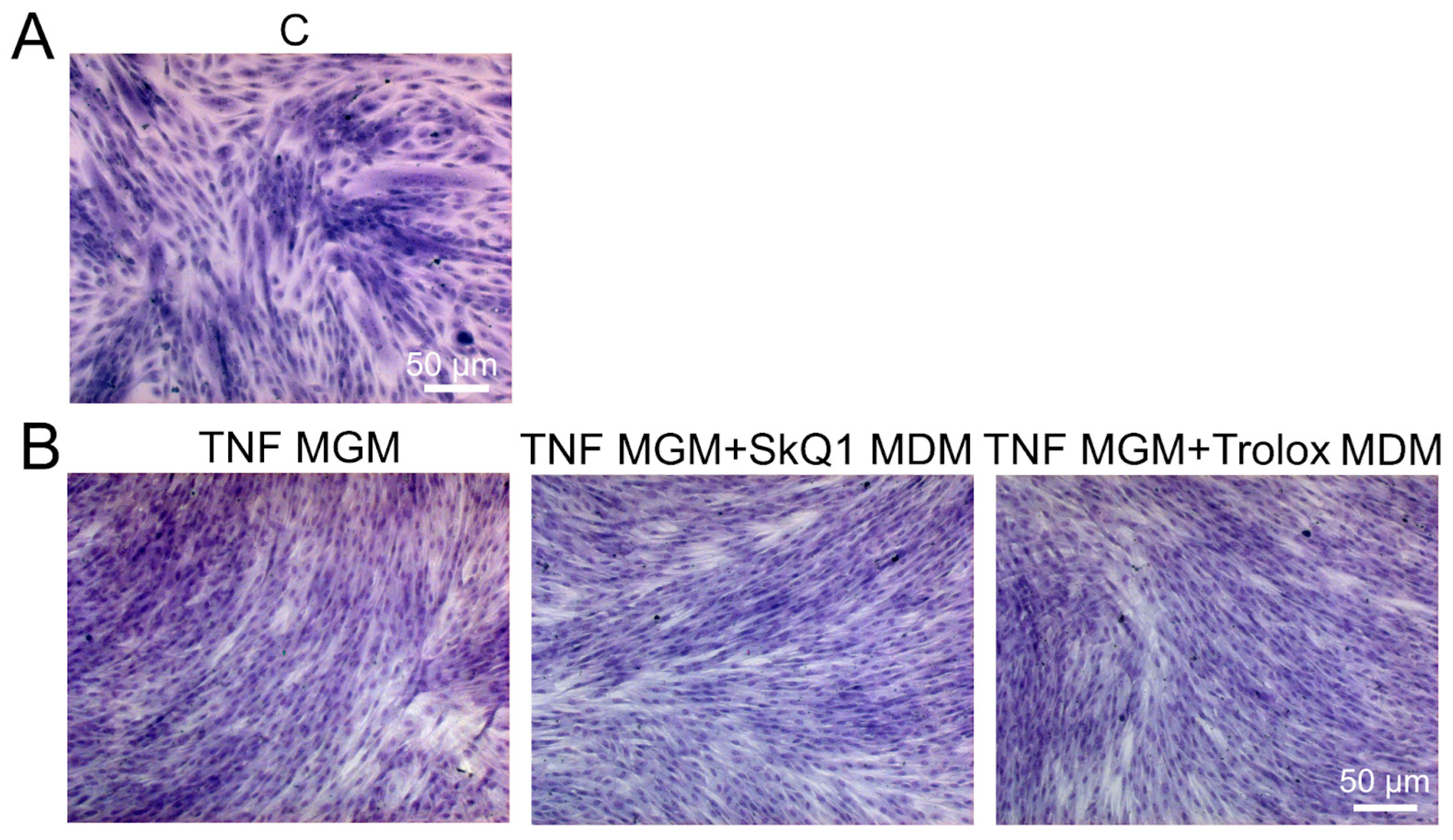 Antioxidants 12 00602 g0a3